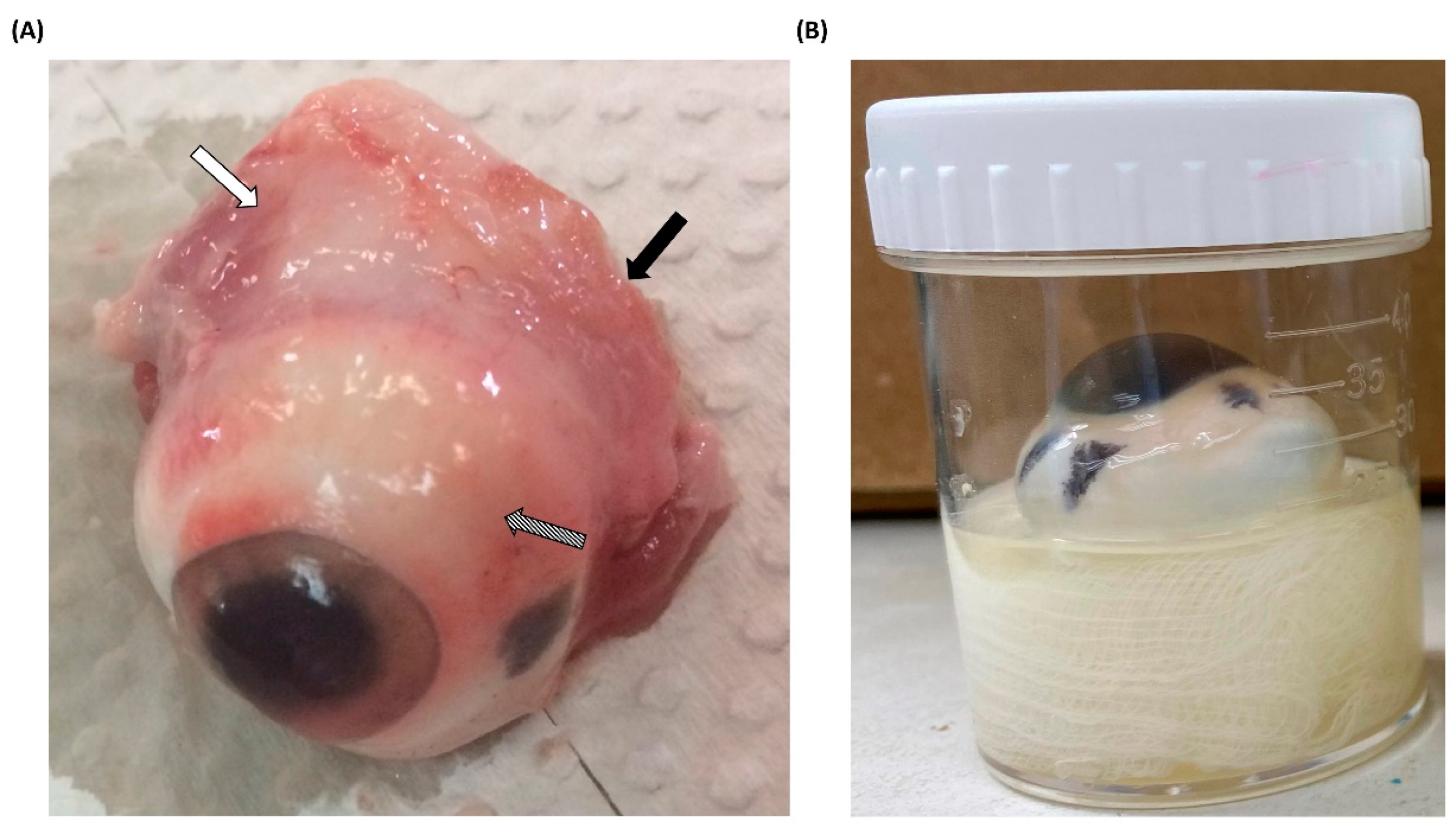 Microorganisms 12 01161 g001