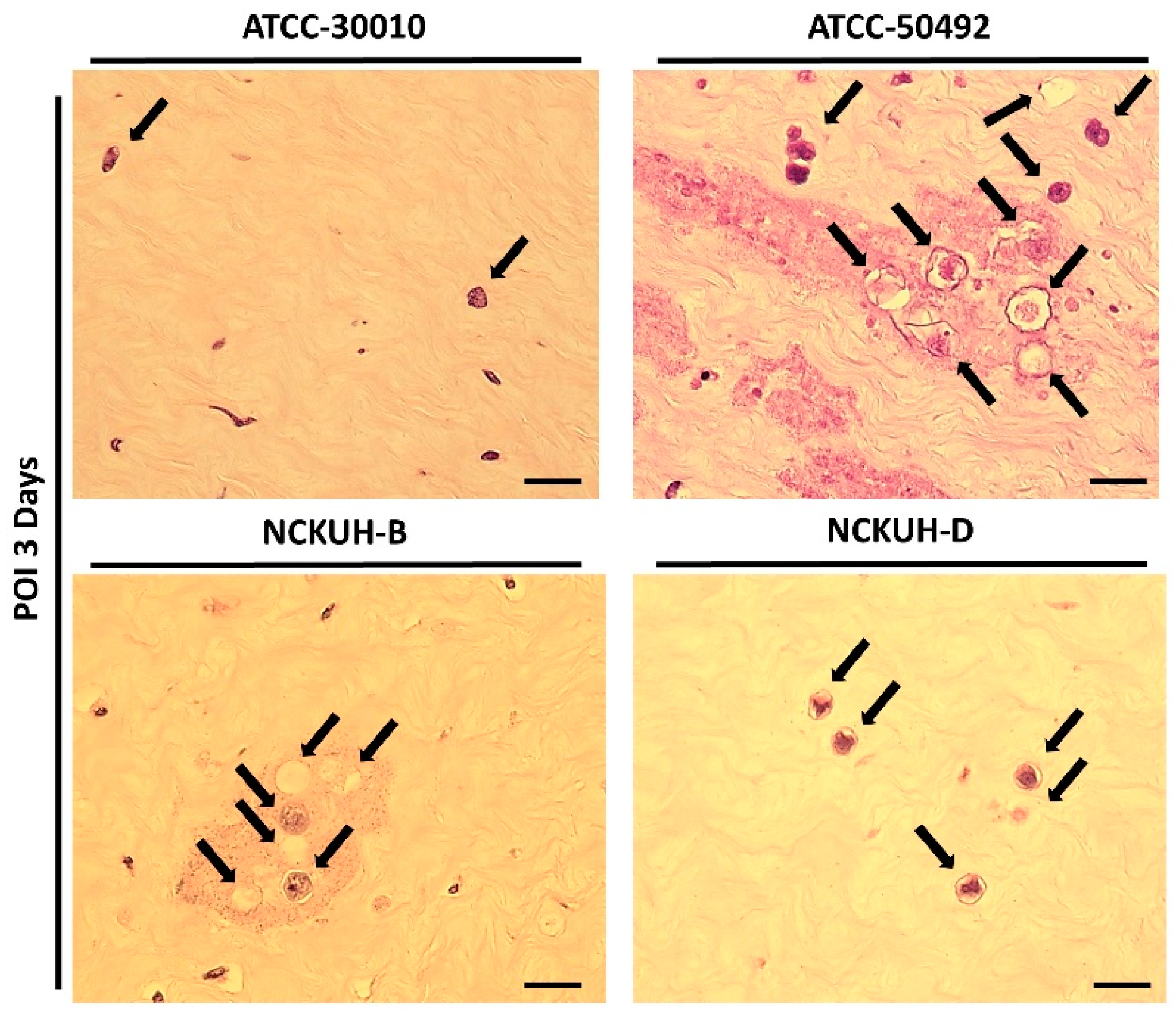 Microorganisms 12 01161 g005