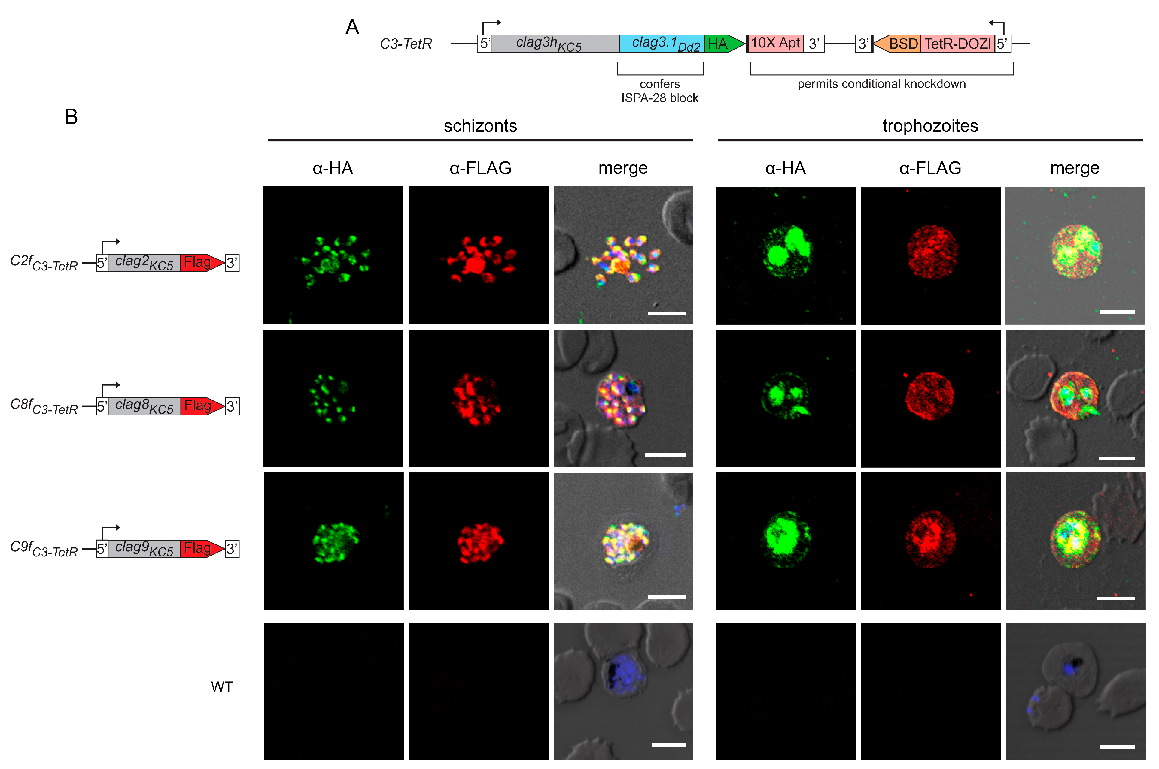 Microorganisms 12 01172 g001 Microorganisms 12 01172 g001