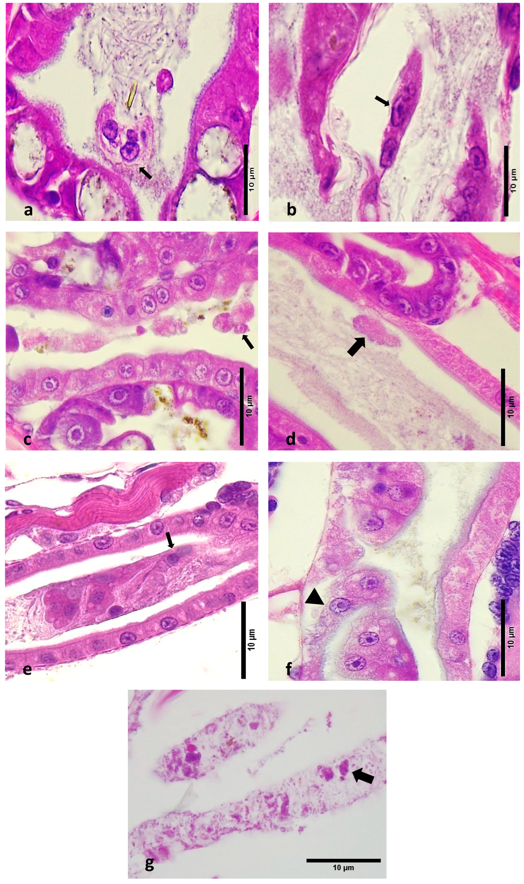 Microorganisms 12 01186 g003