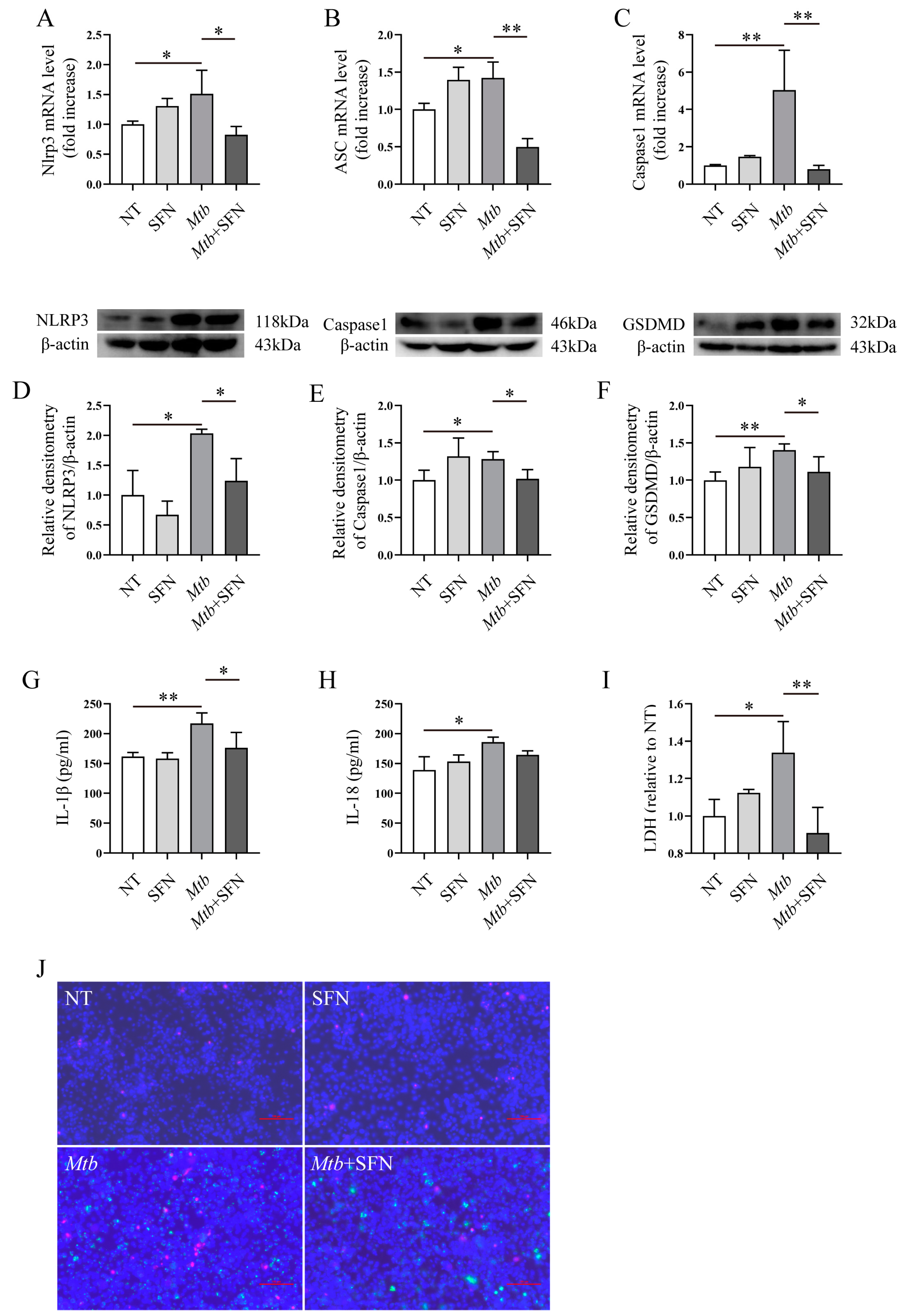 Microorganisms 12 01191 g004