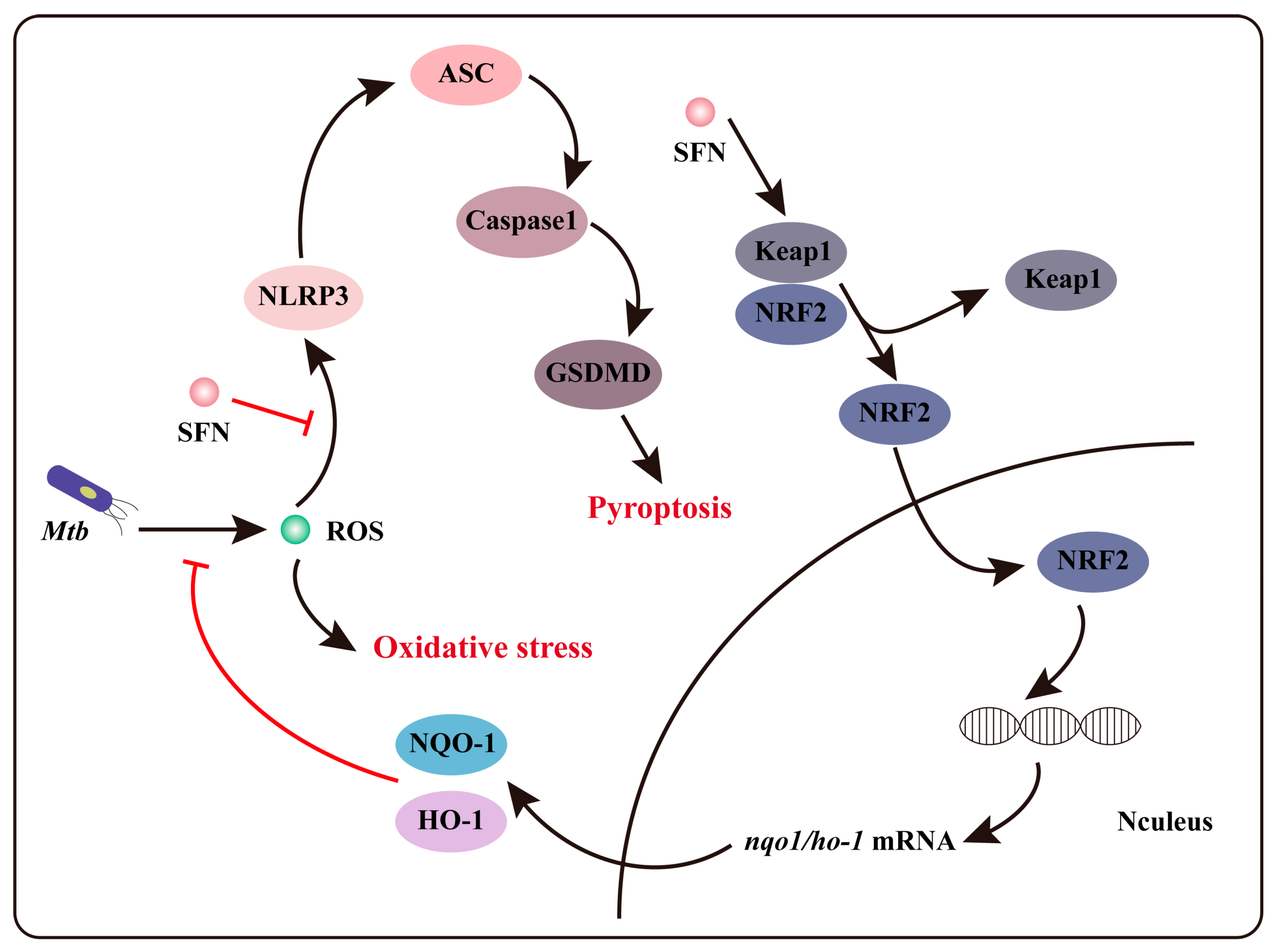 Microorganisms 12 01191 g006