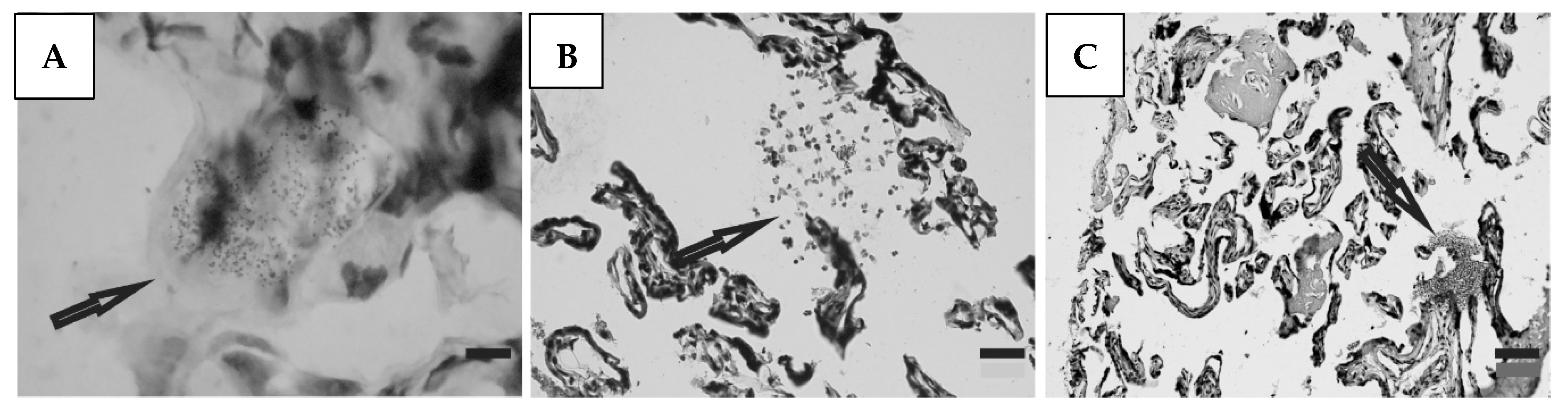 Microorganisms 12 01243 g003 Microorganisms 12 01243 g003