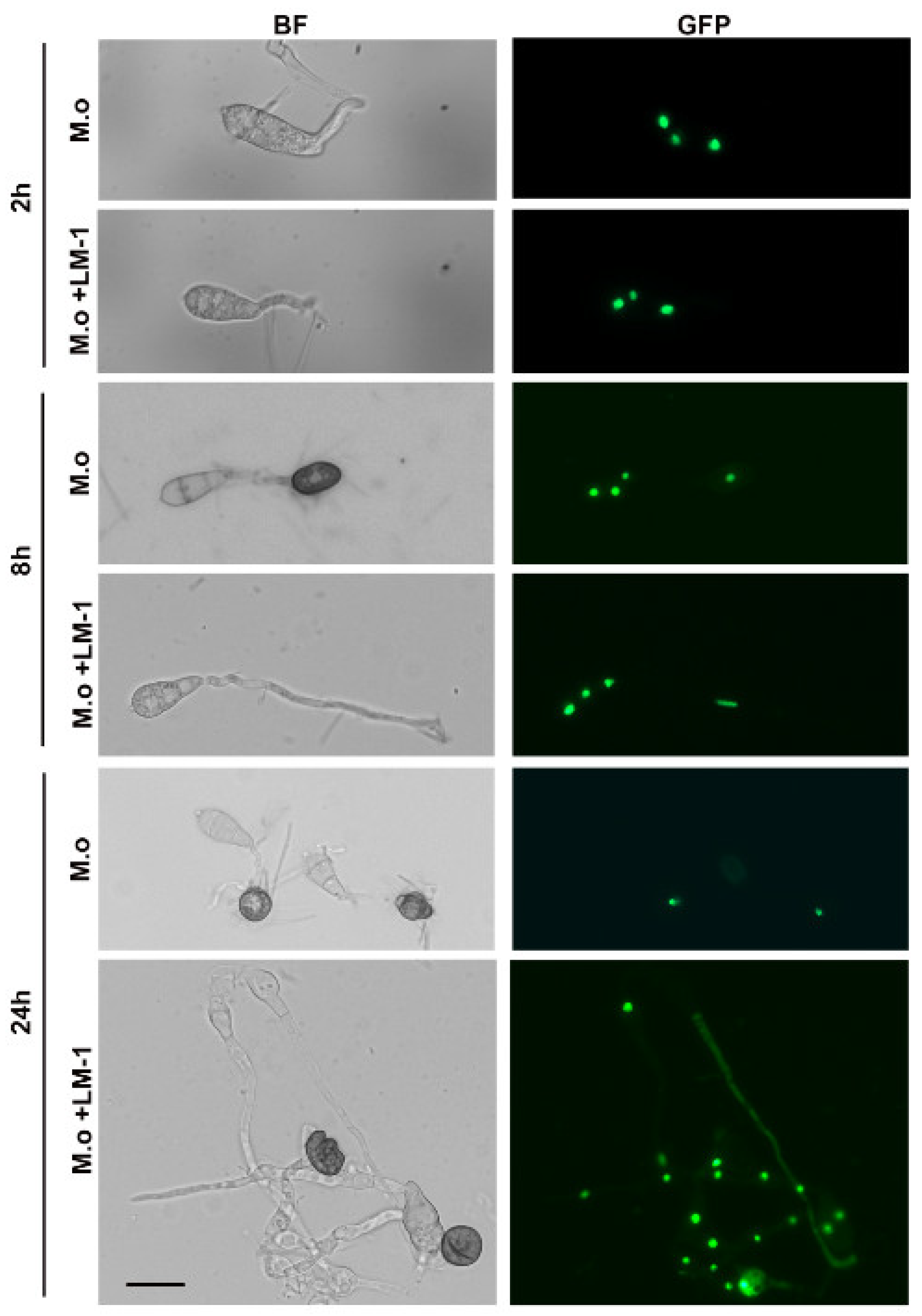 Microorganisms 12 01246 g009