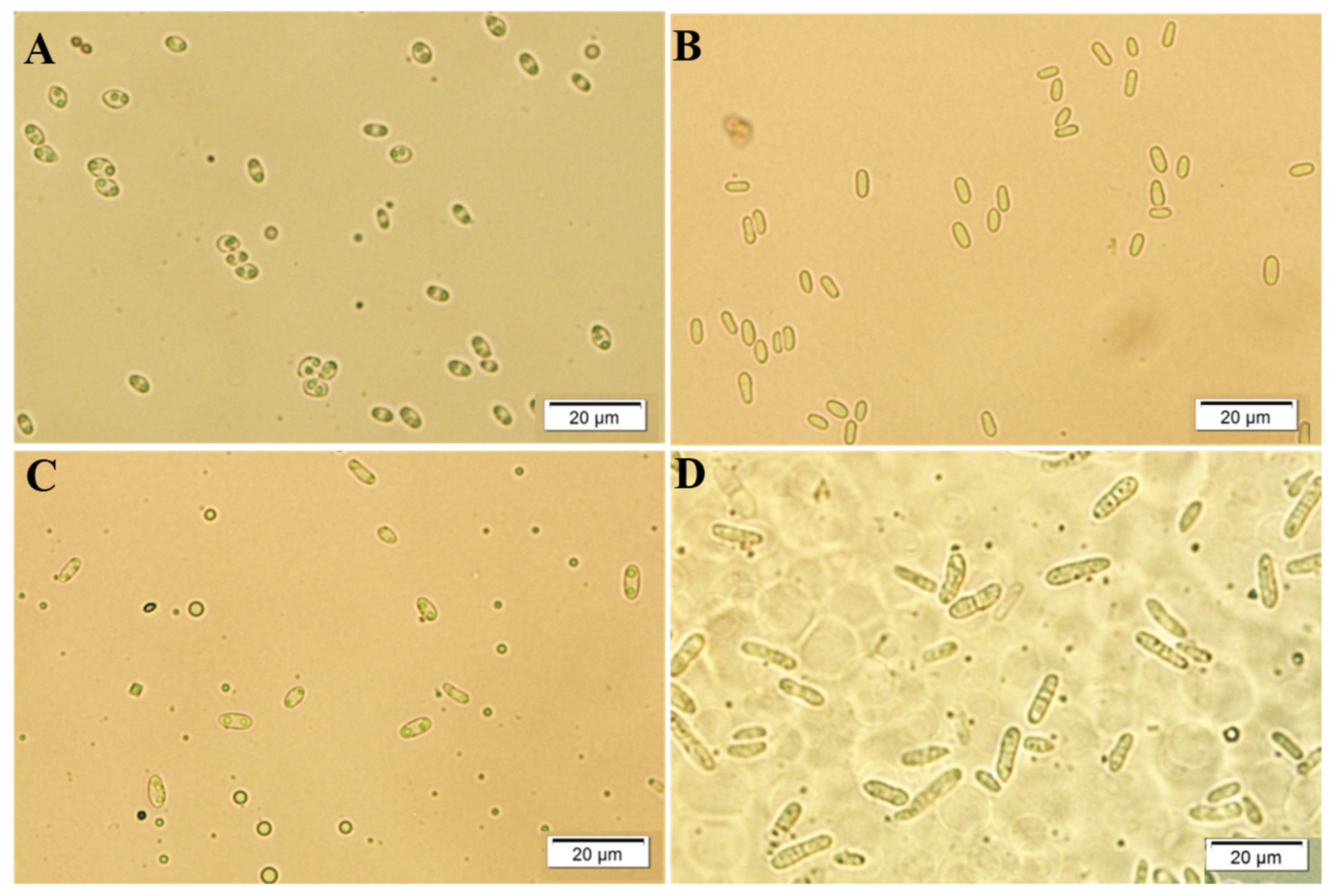 Microorganisms 12 01279 g001