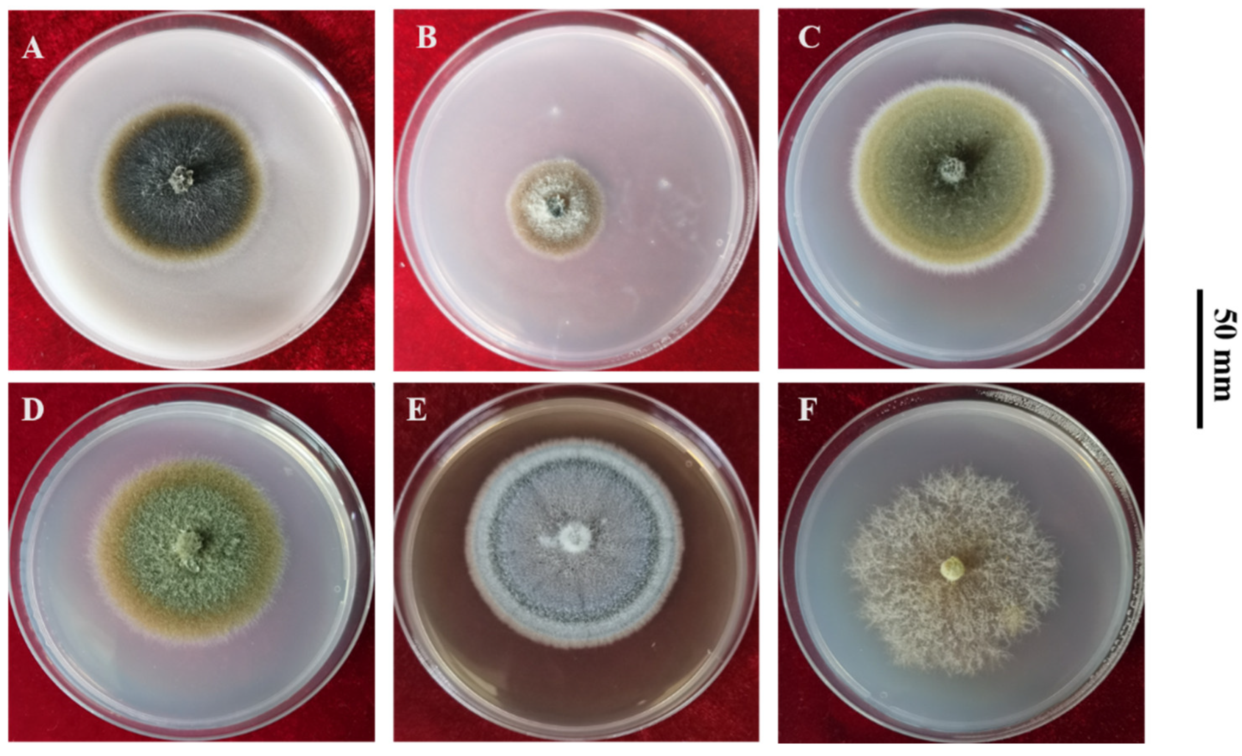 Microorganisms 12 01279 g002