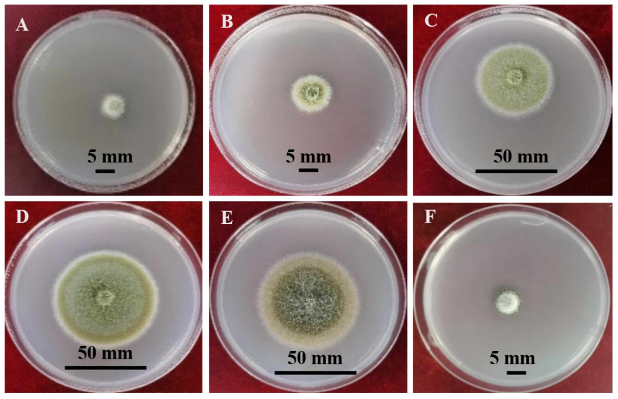 Microorganisms 12 01279 g003