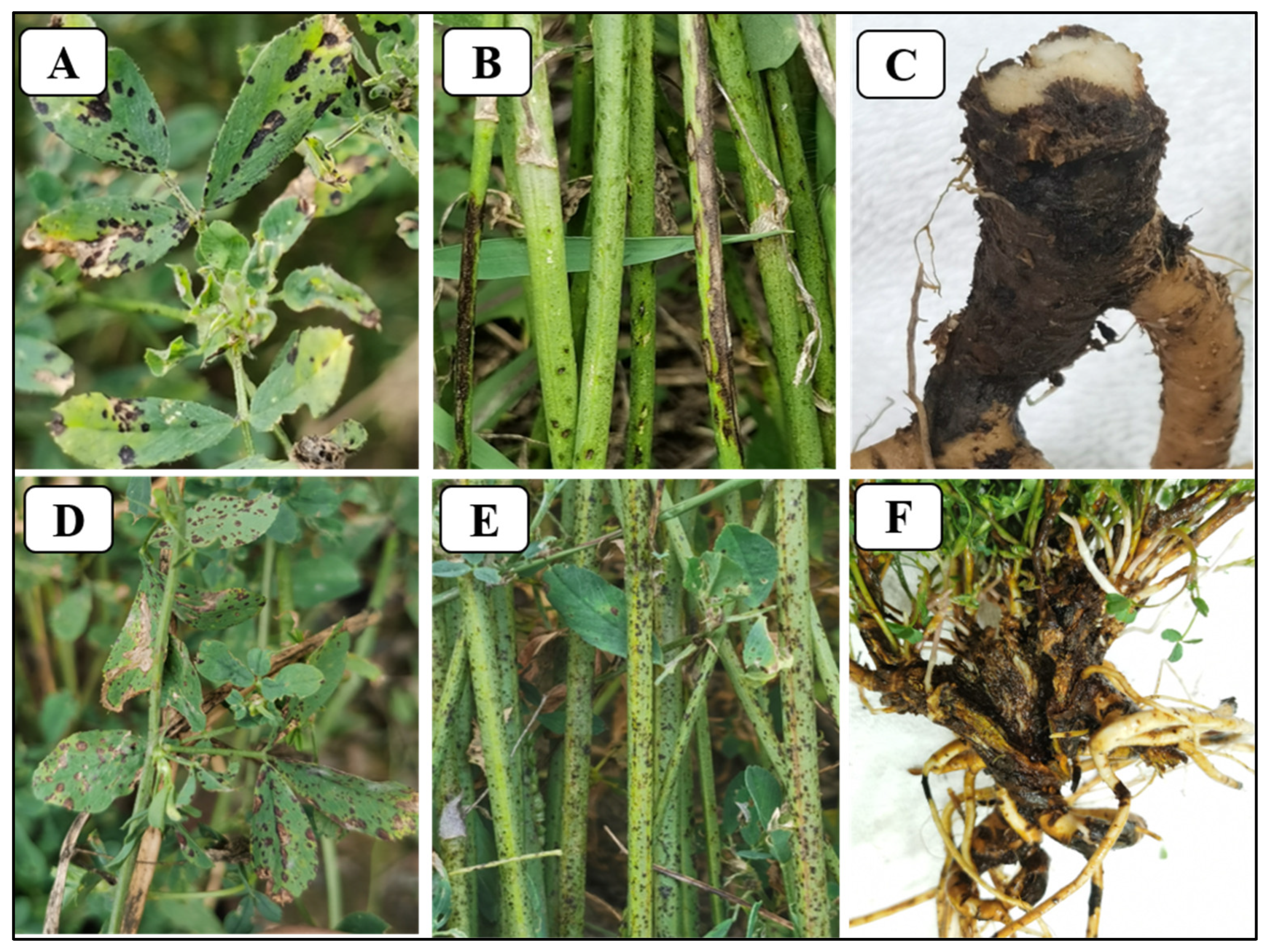 Microorganisms 12 01279 g004