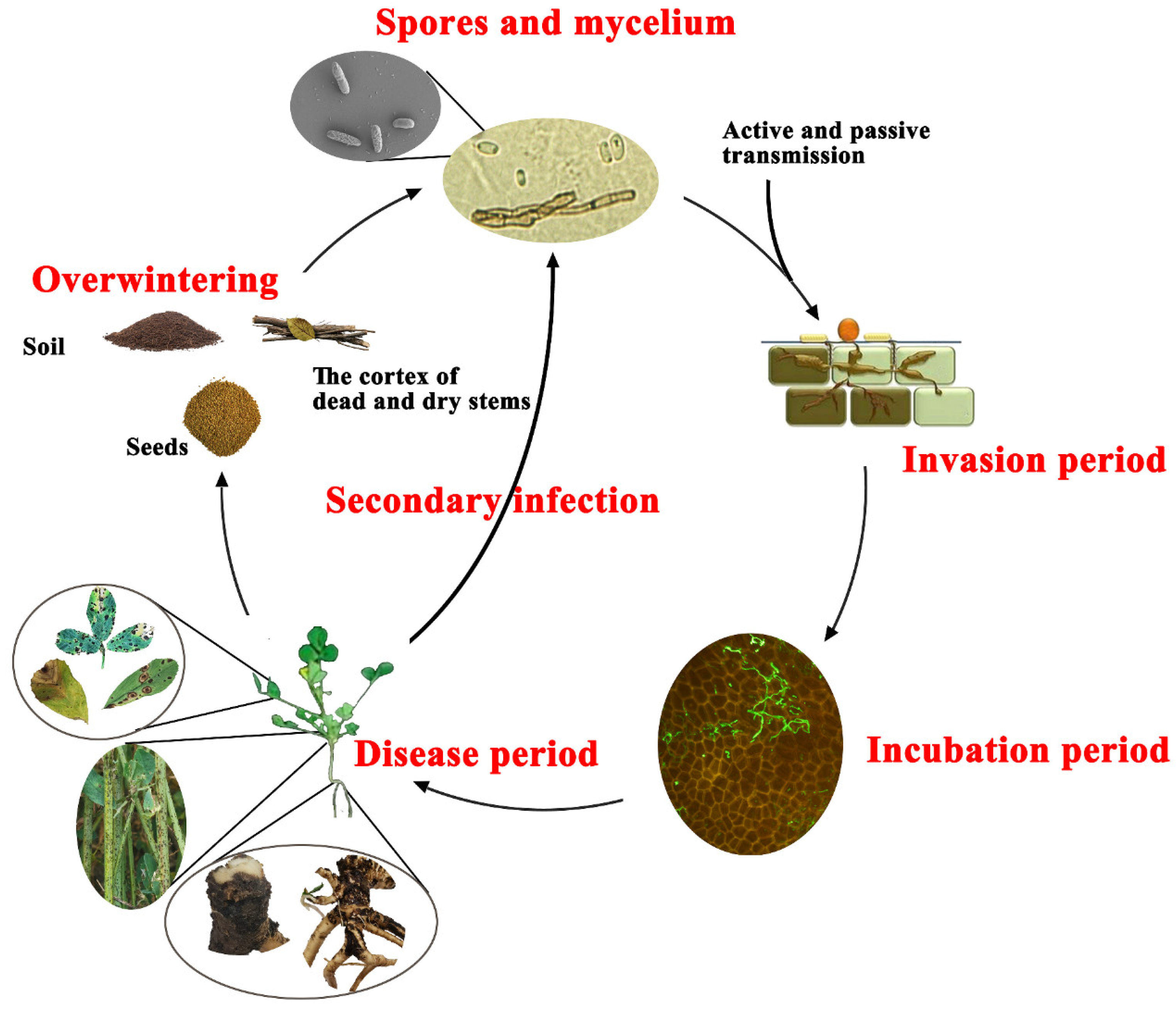 Microorganisms 12 01279 g006