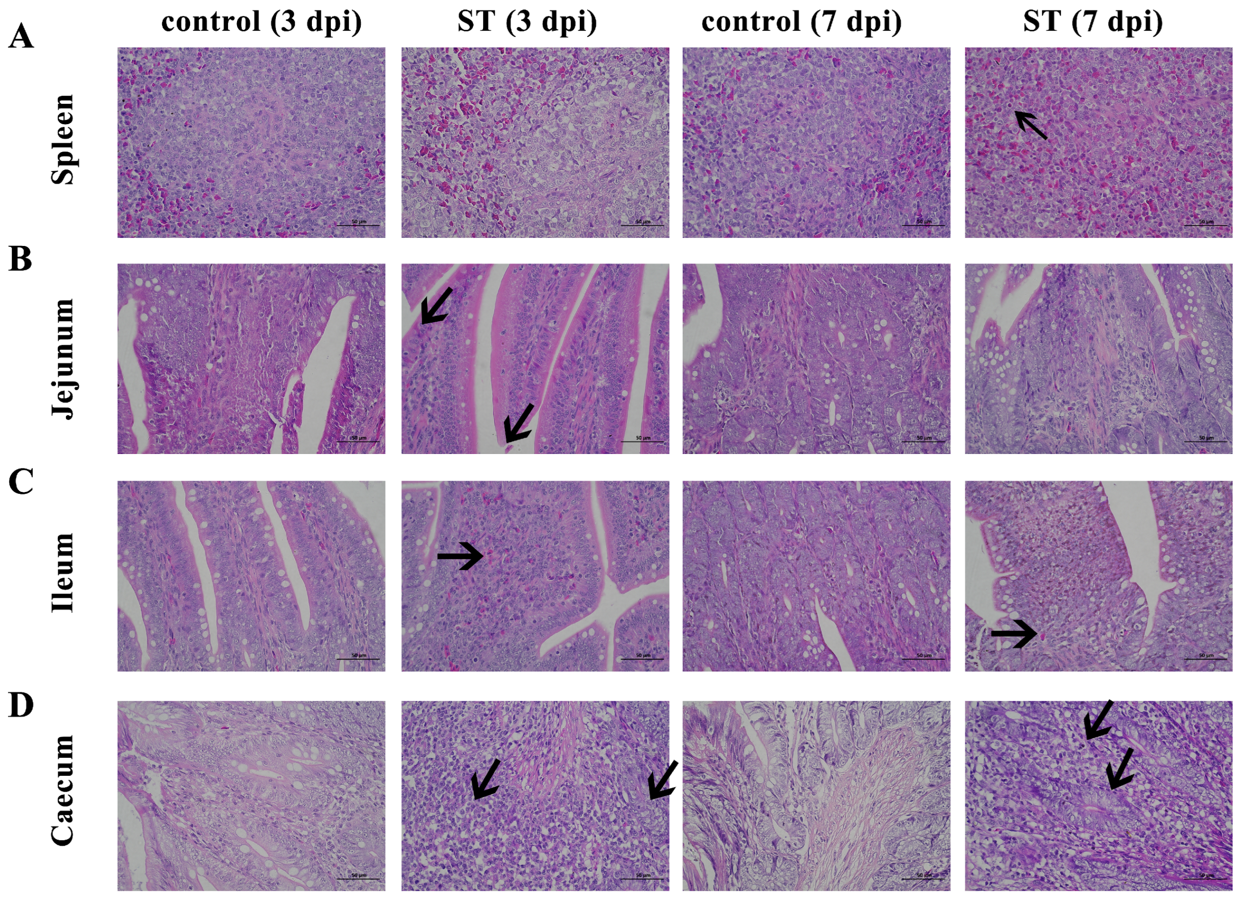 Microorganisms 12 01359 g004