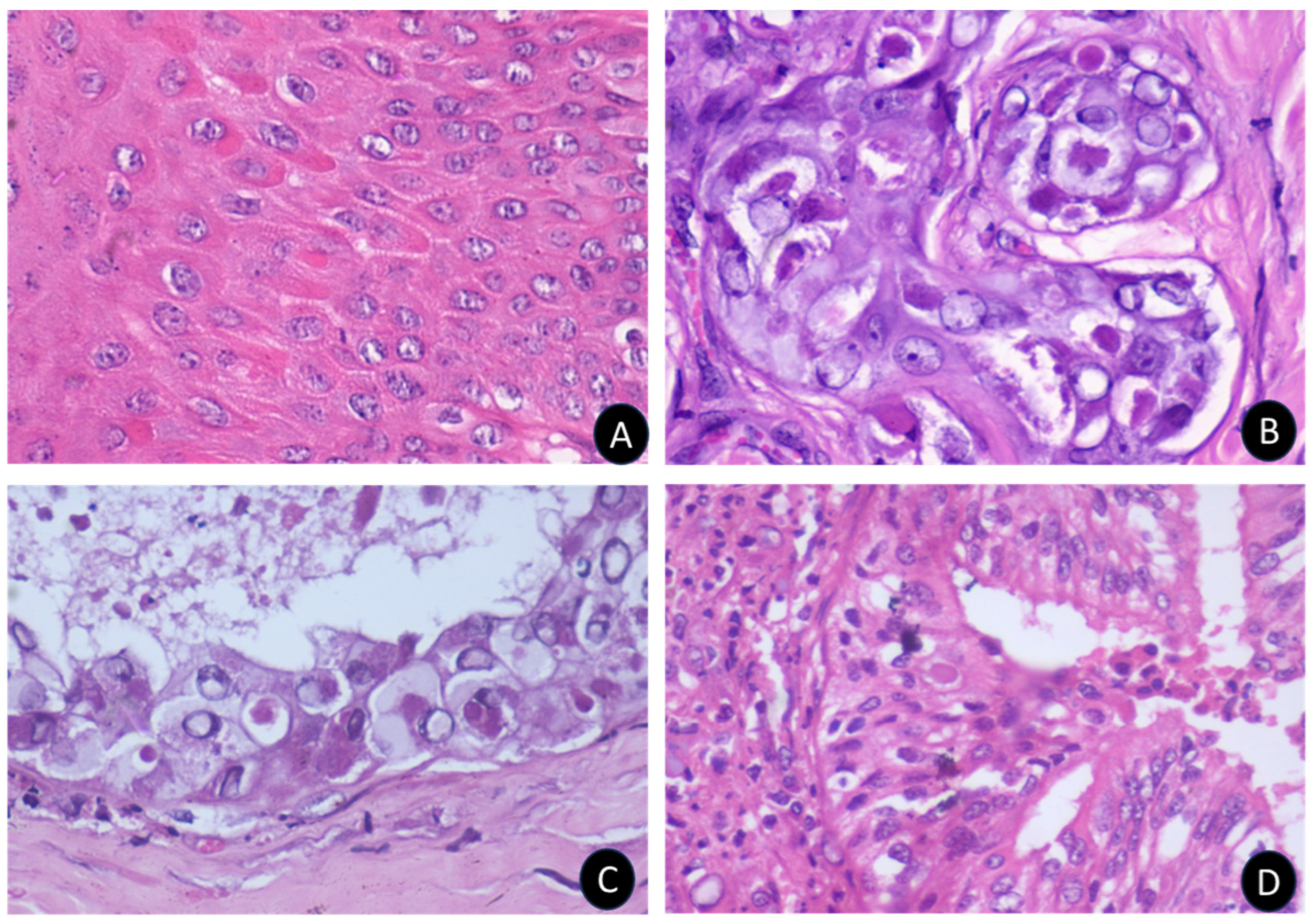 Microorganisms 12 01373 g005