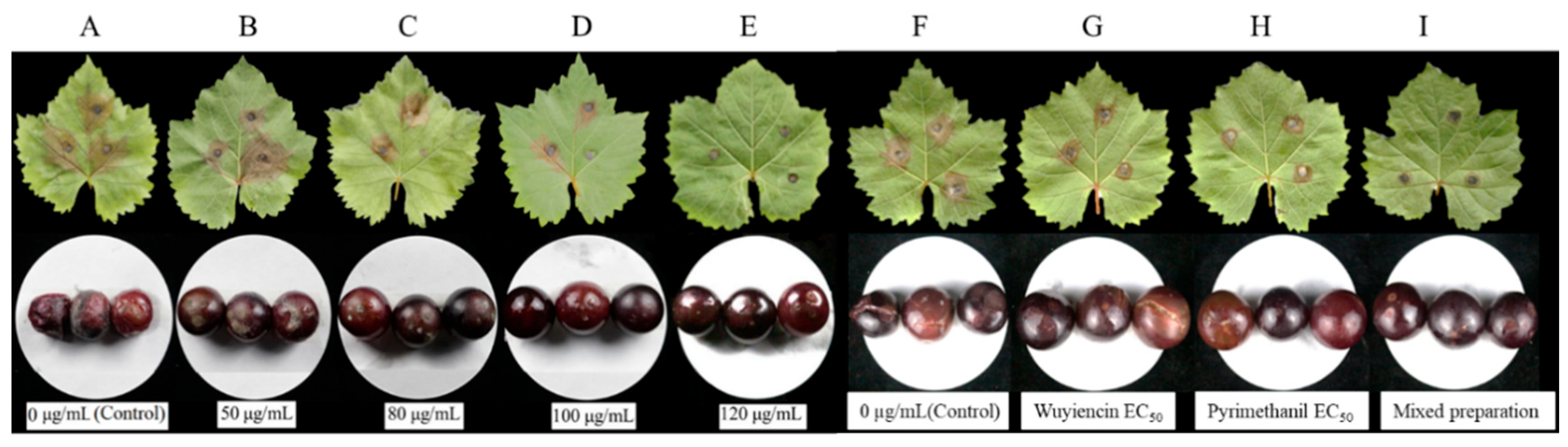 Microorganisms 12 01383 g002 Microorganisms 12 01383 g002