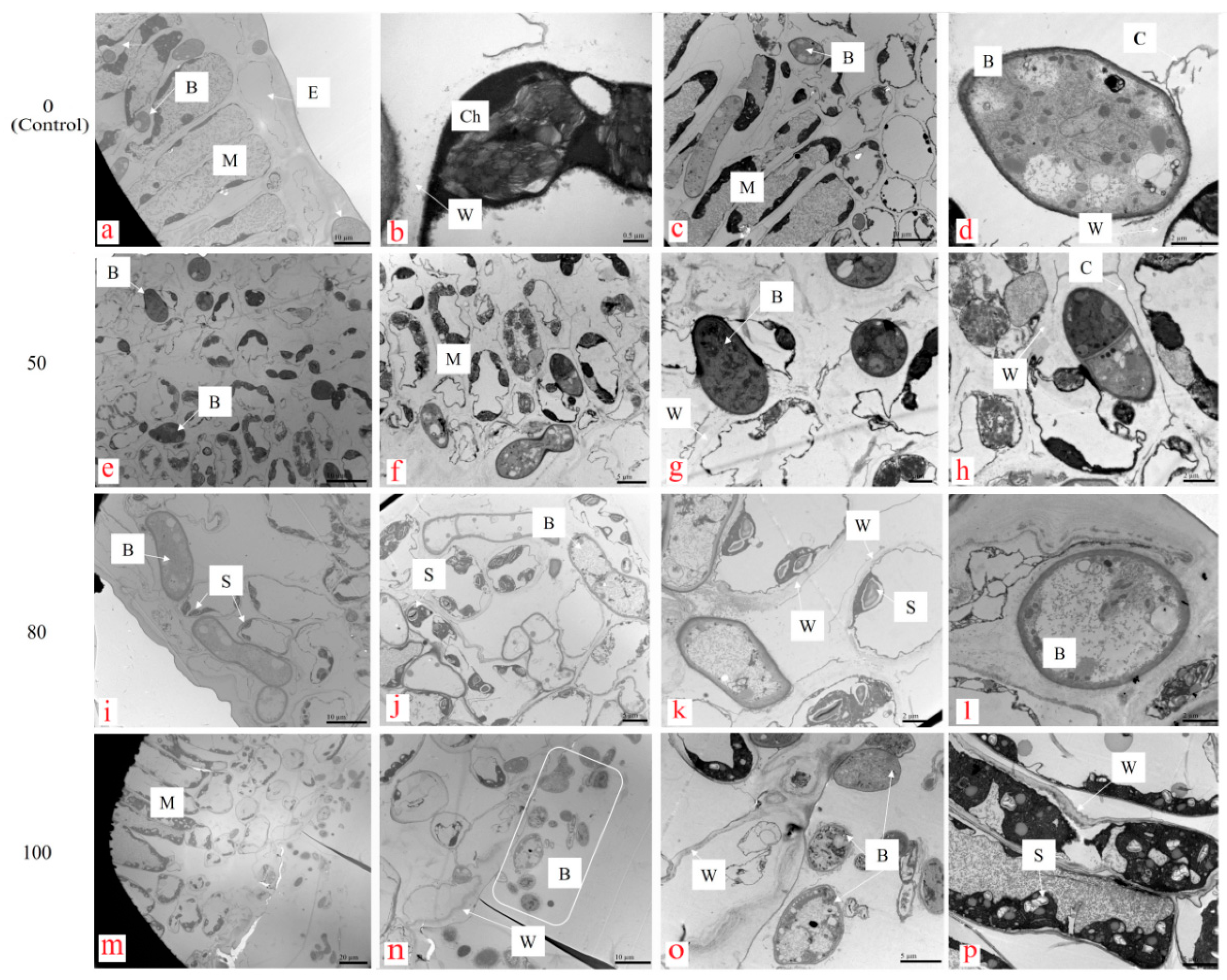 Microorganisms 12 01383 g003 Microorganisms 12 01383 g003