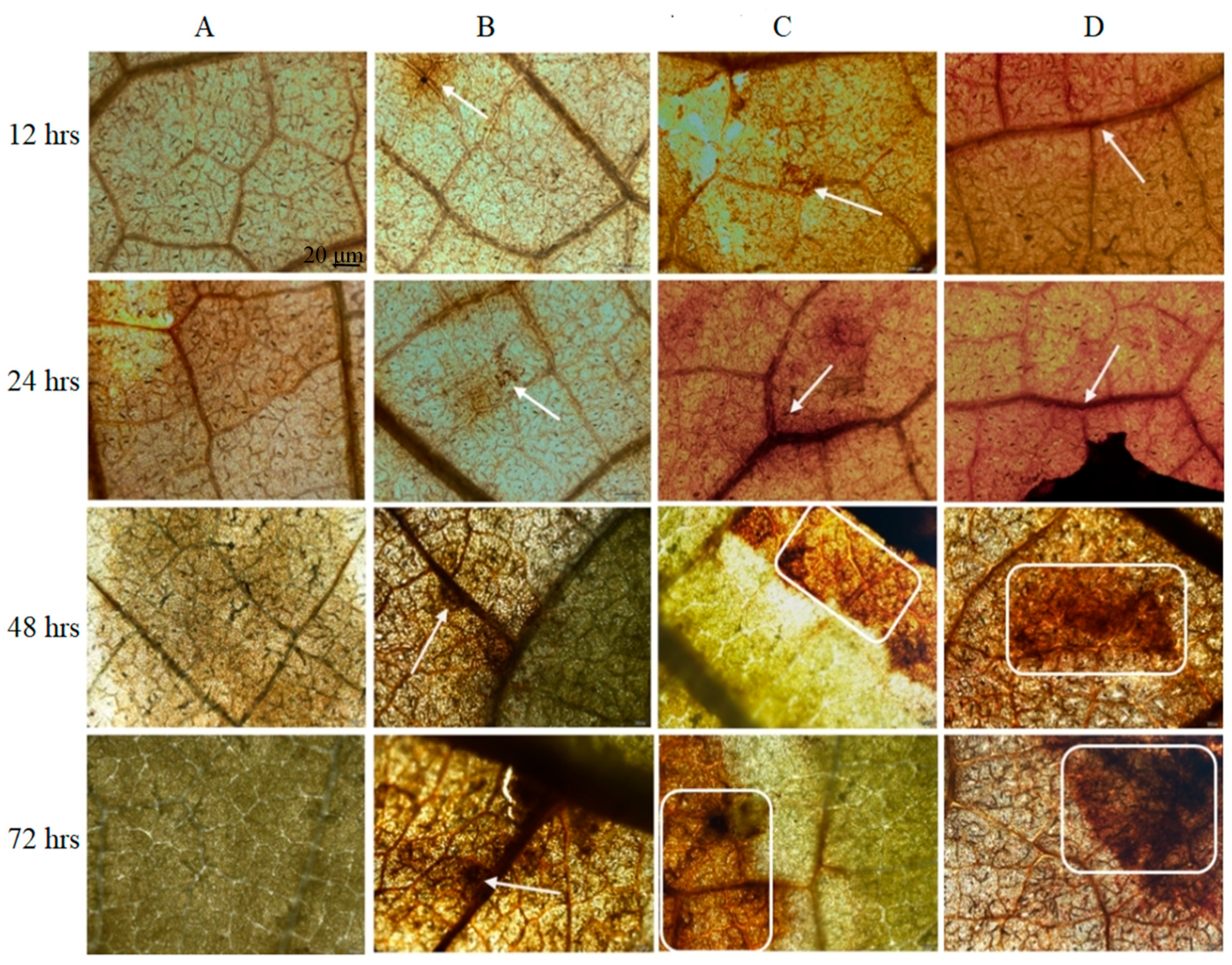 Microorganisms 12 01383 g004 Microorganisms 12 01383 g004