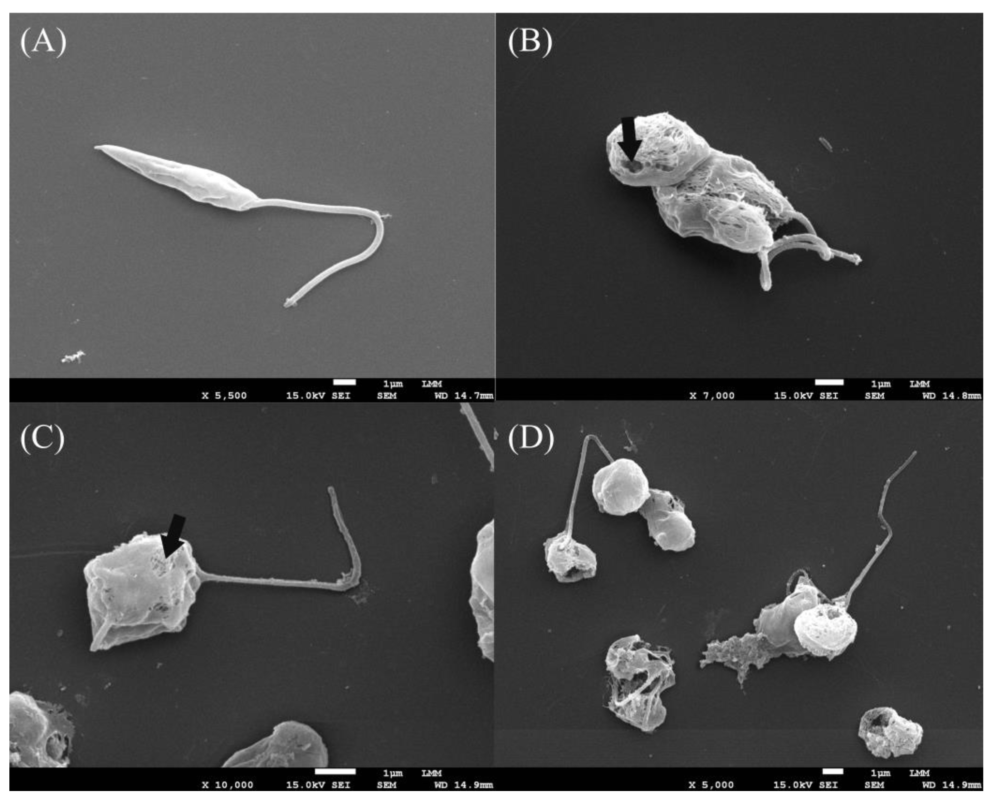 Microorganisms 12 01392 g004