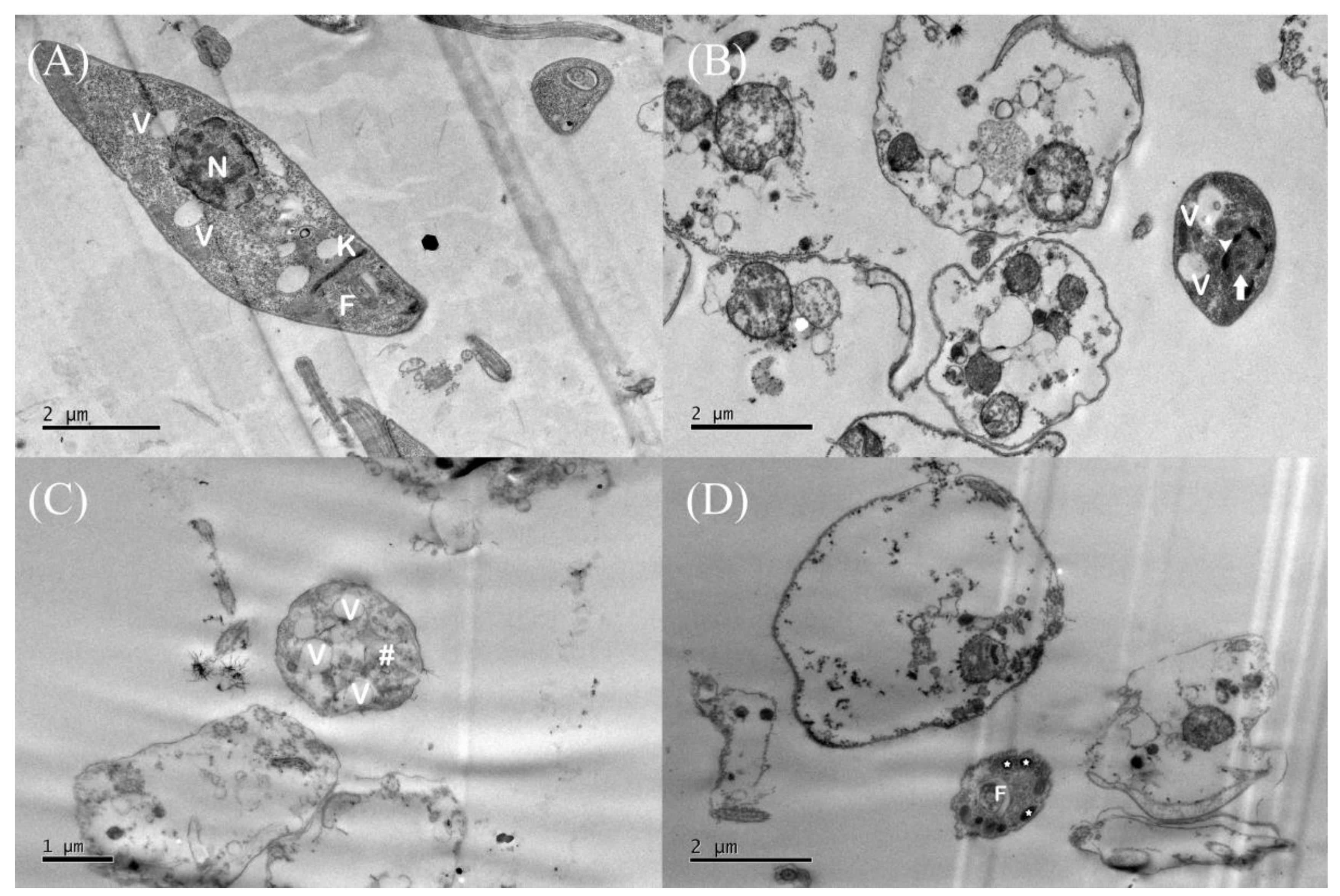 Microorganisms 12 01392 g005
