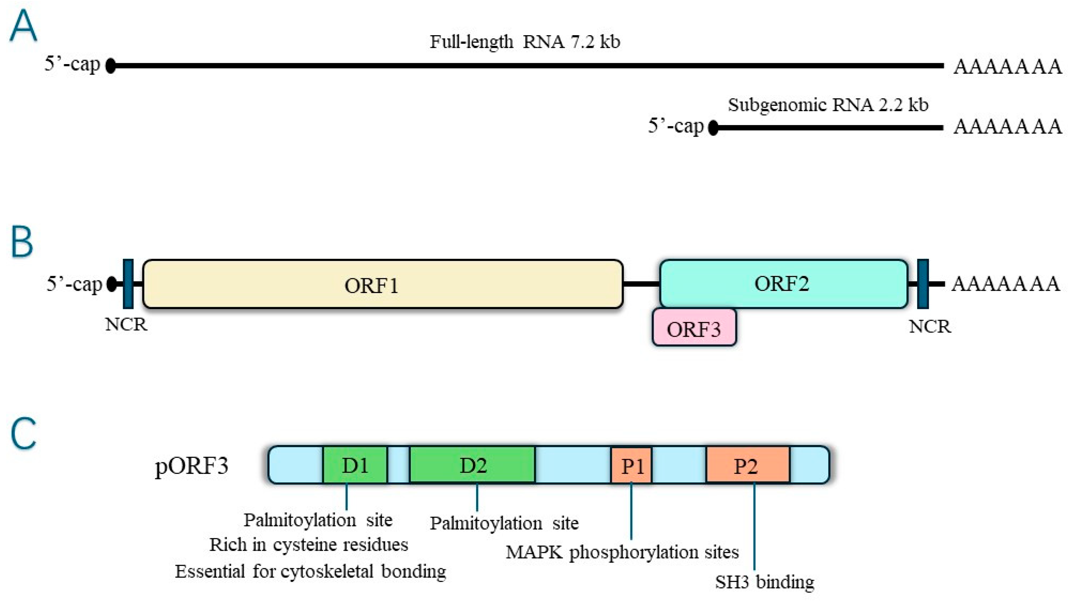 Microorganisms 12 01405 g002