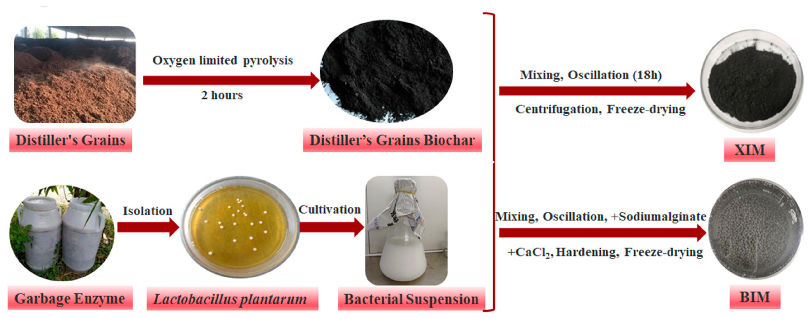 Microorganisms 12 01406 g001