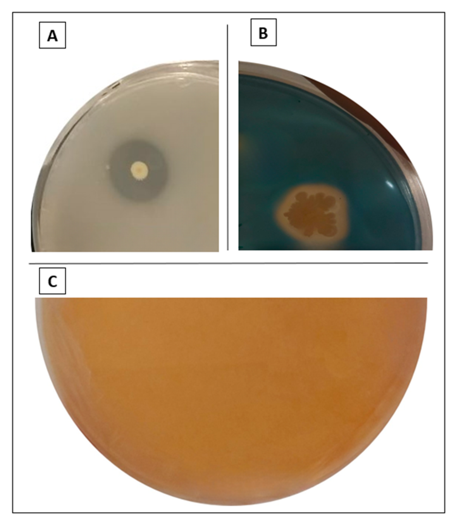 Microorganisms 12 01423 g003