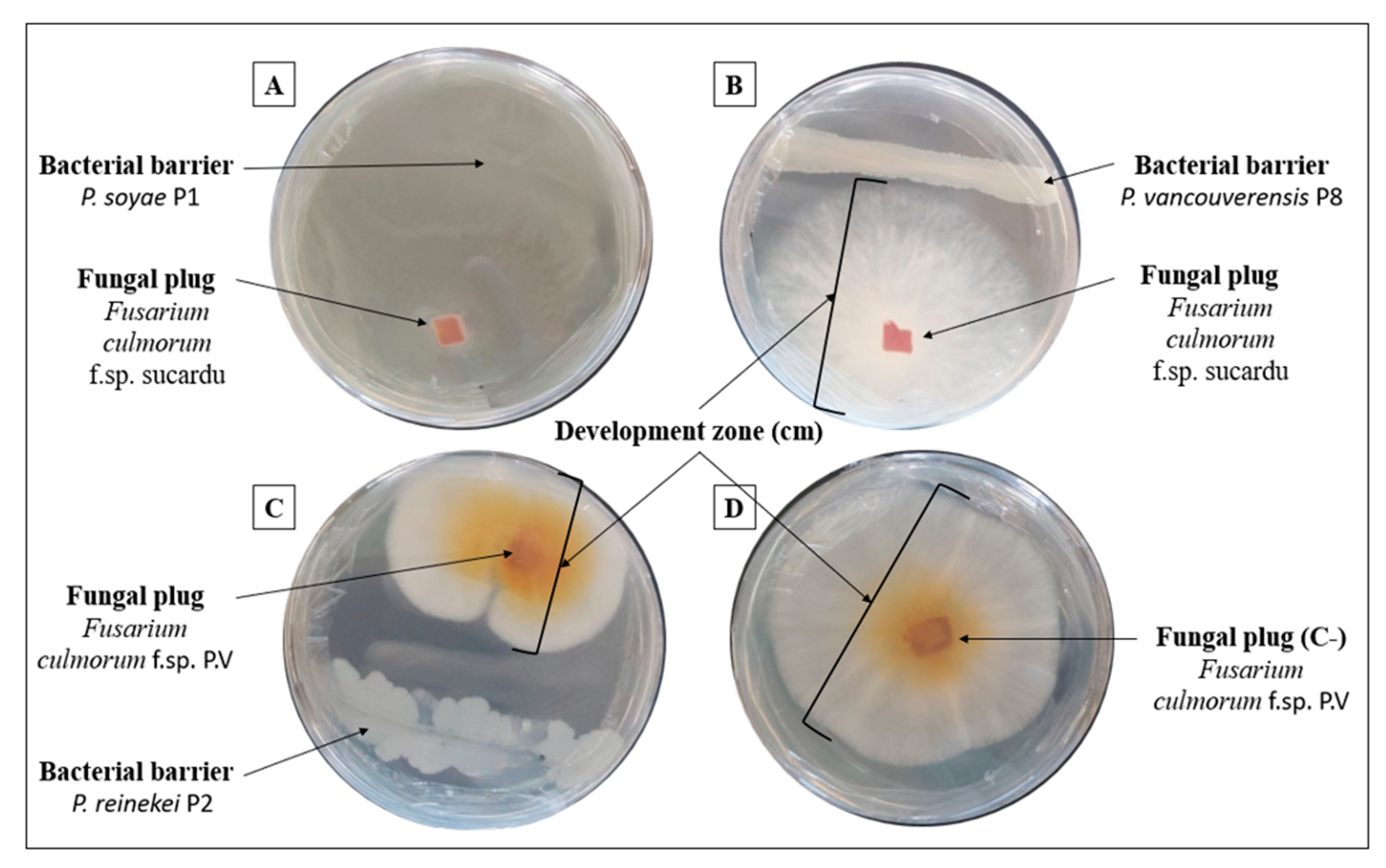 Microorganisms 12 01423 g004