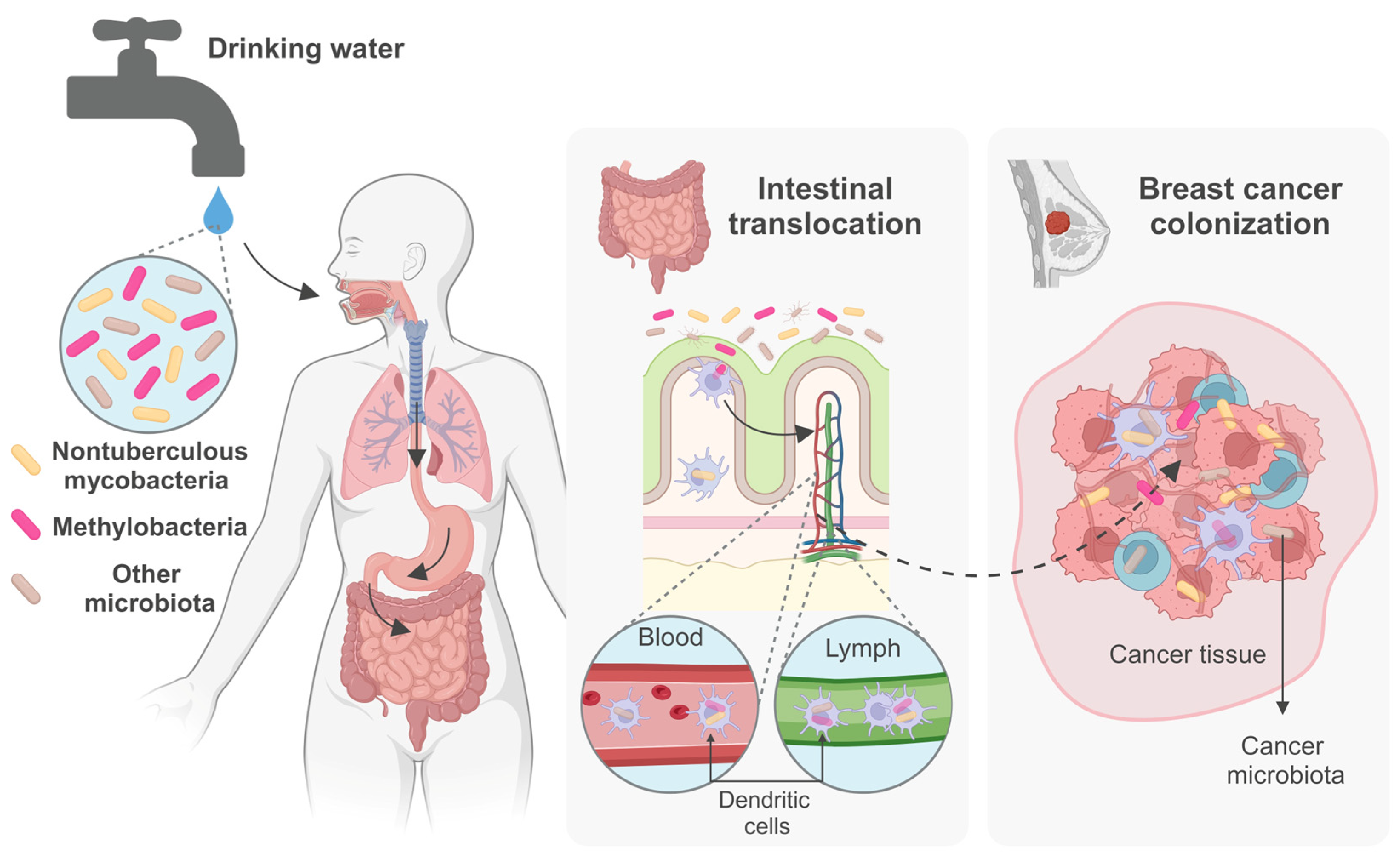 Microorganisms 12 01425 g001