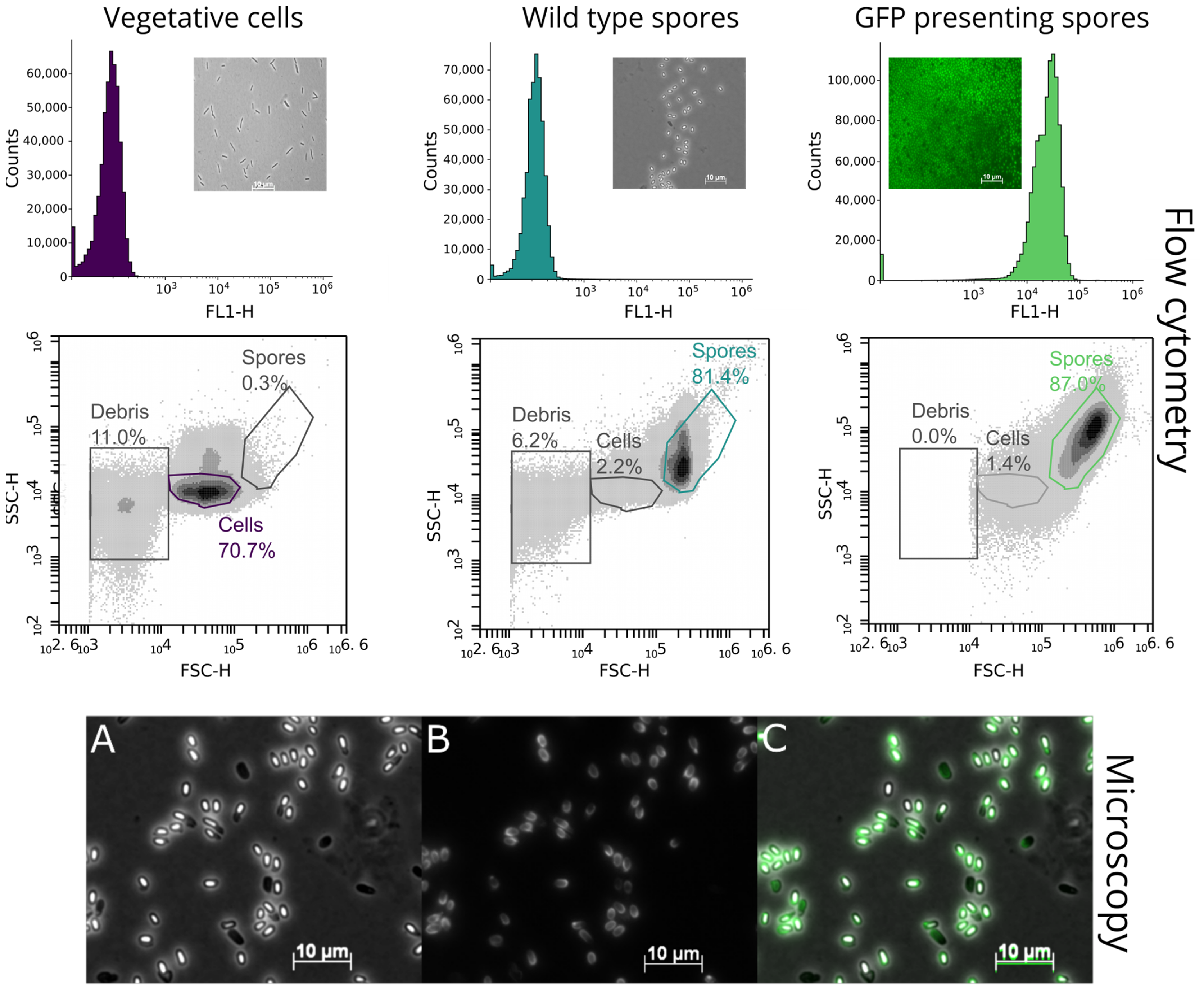 Microorganisms 12 01438 g001