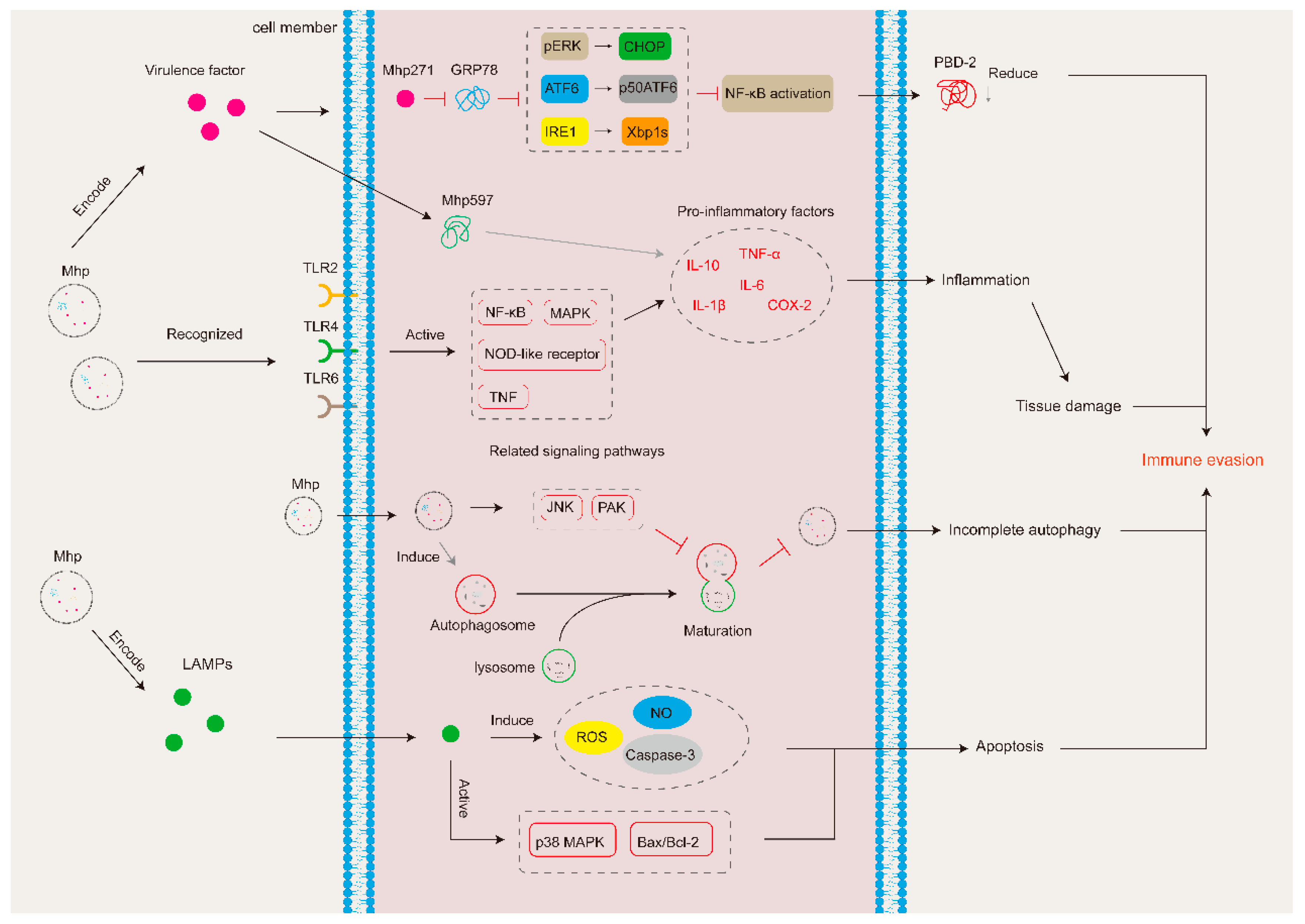 Microorganisms 12 01439 g002