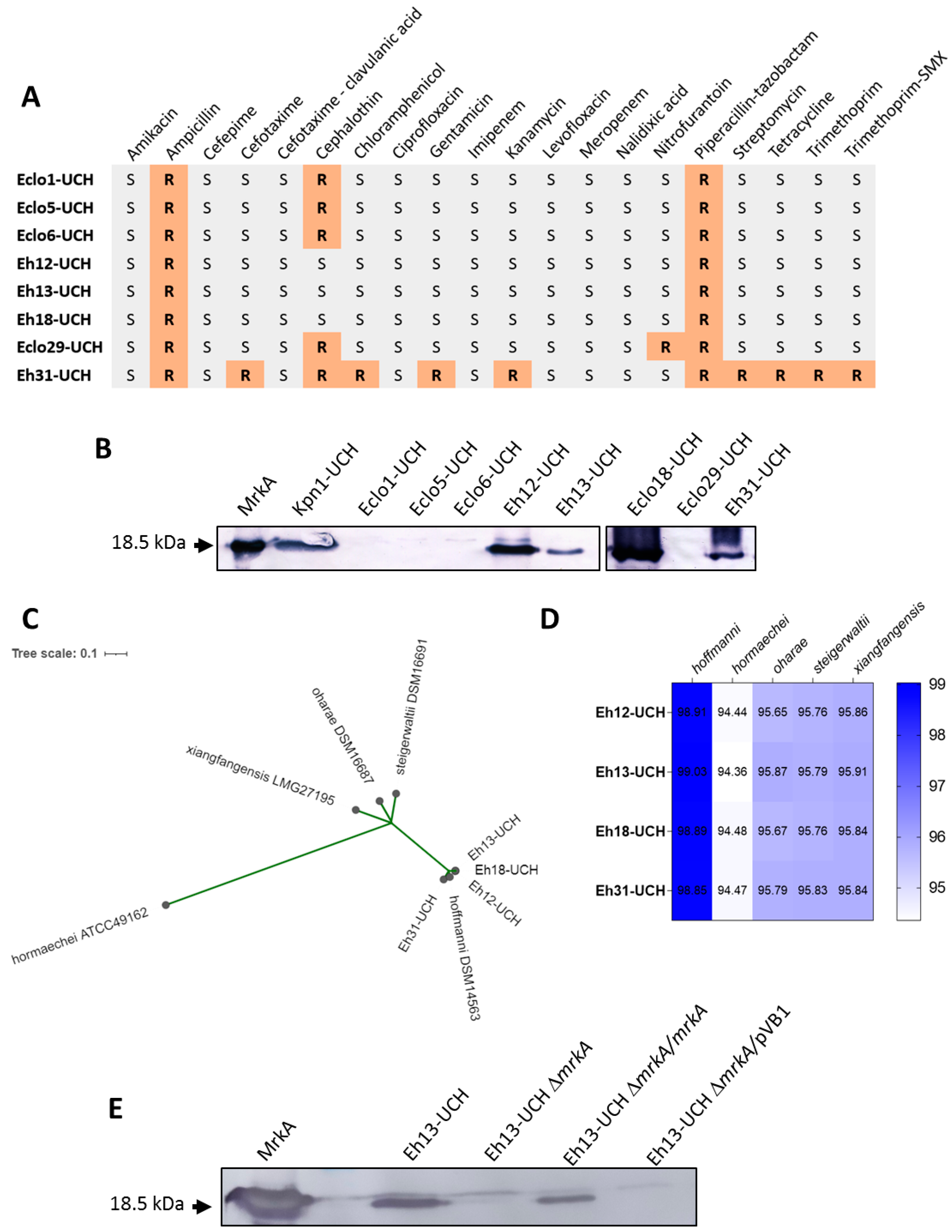 Microorganisms 12 01441 g001