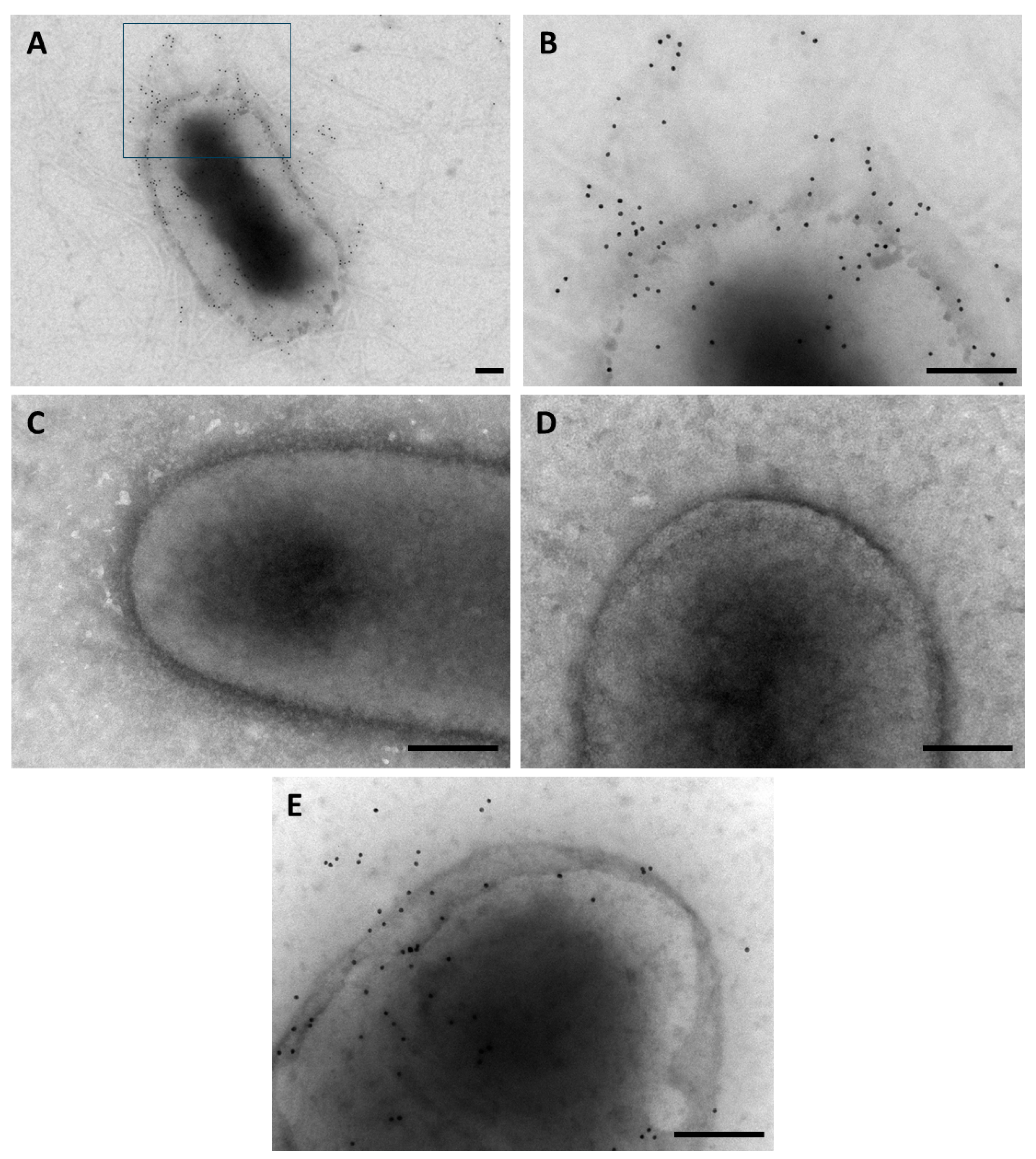 Microorganisms 12 01441 g002