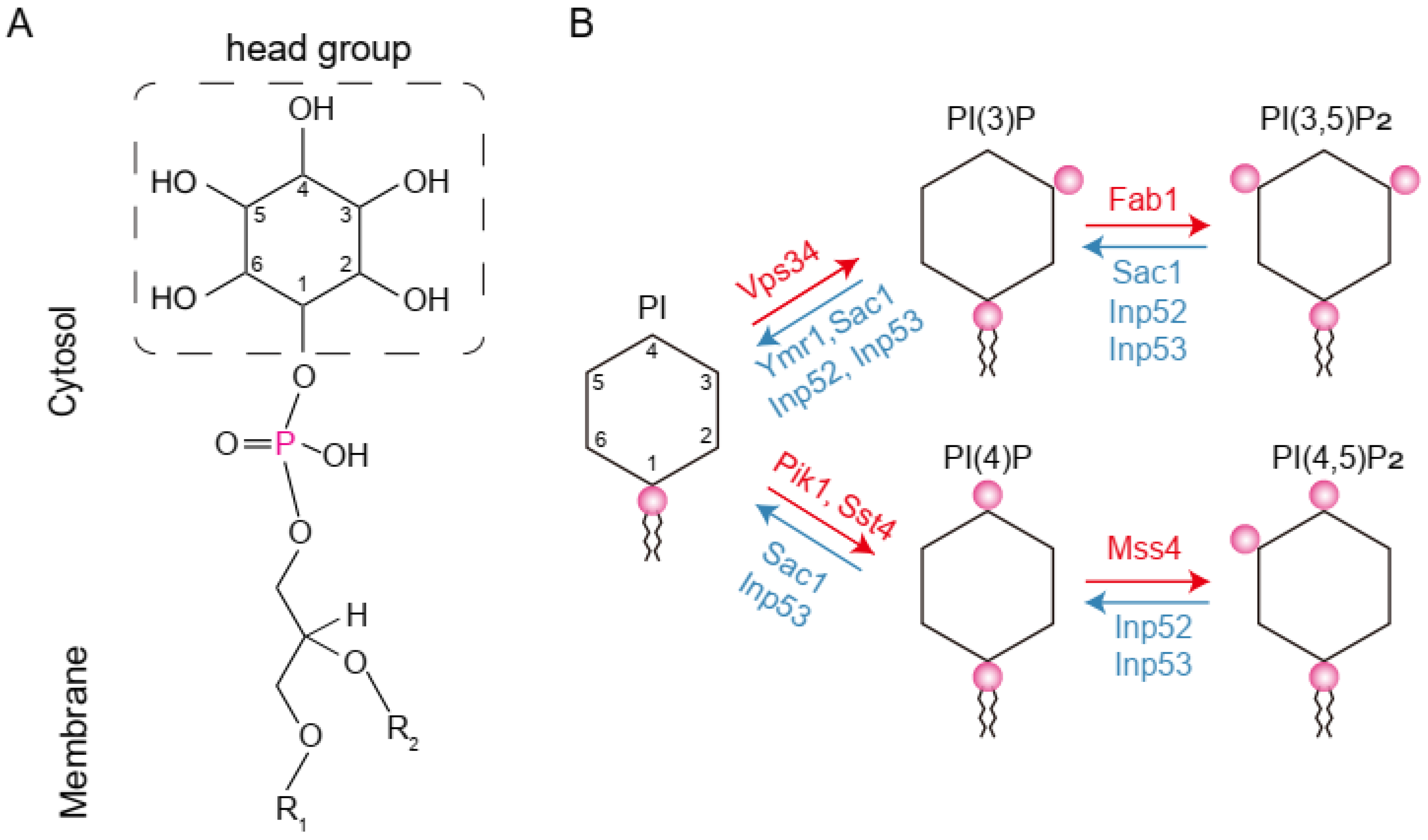 Microorganisms 12 01458 g001