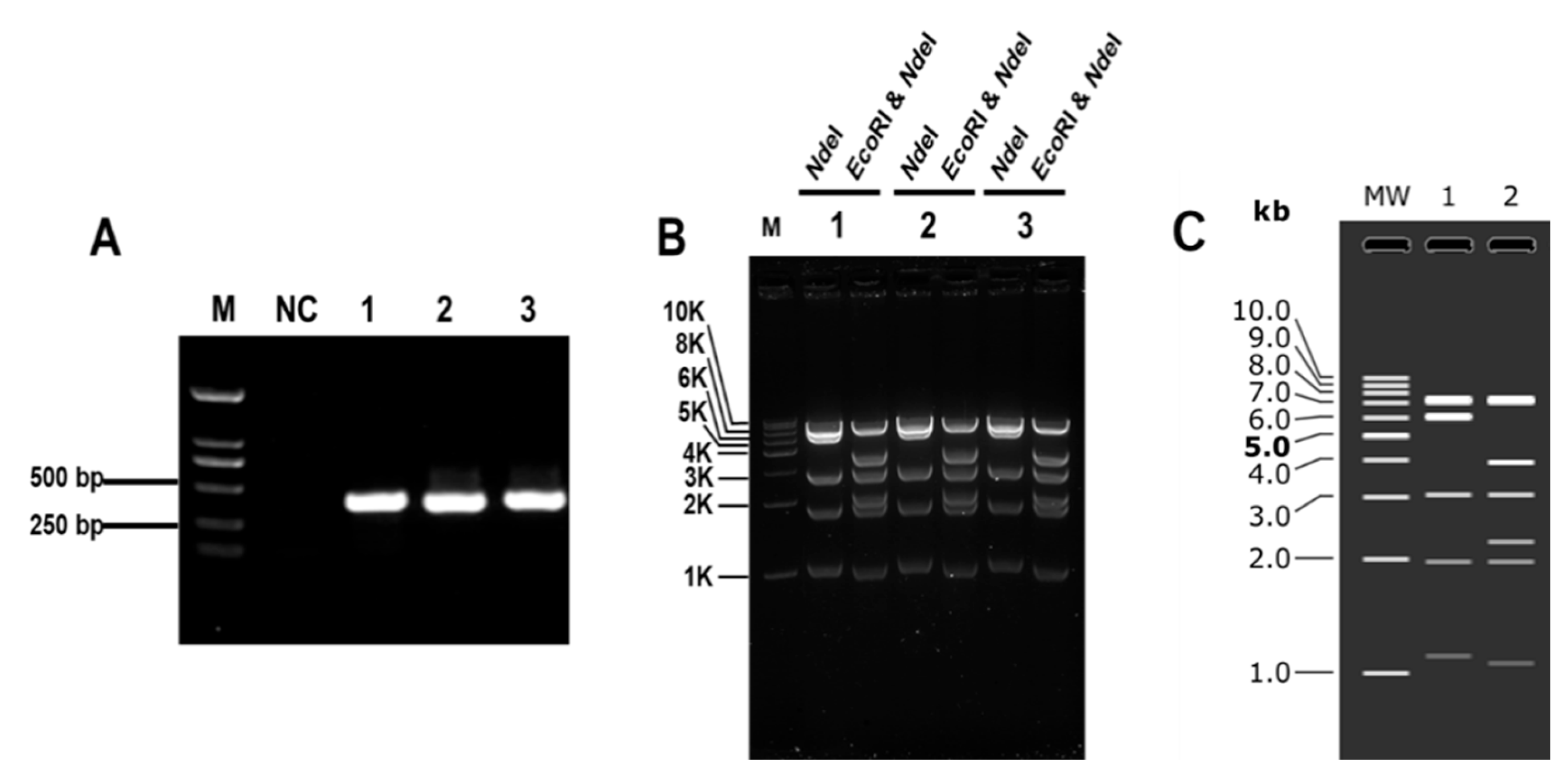 Microorganisms 12 01462 g001