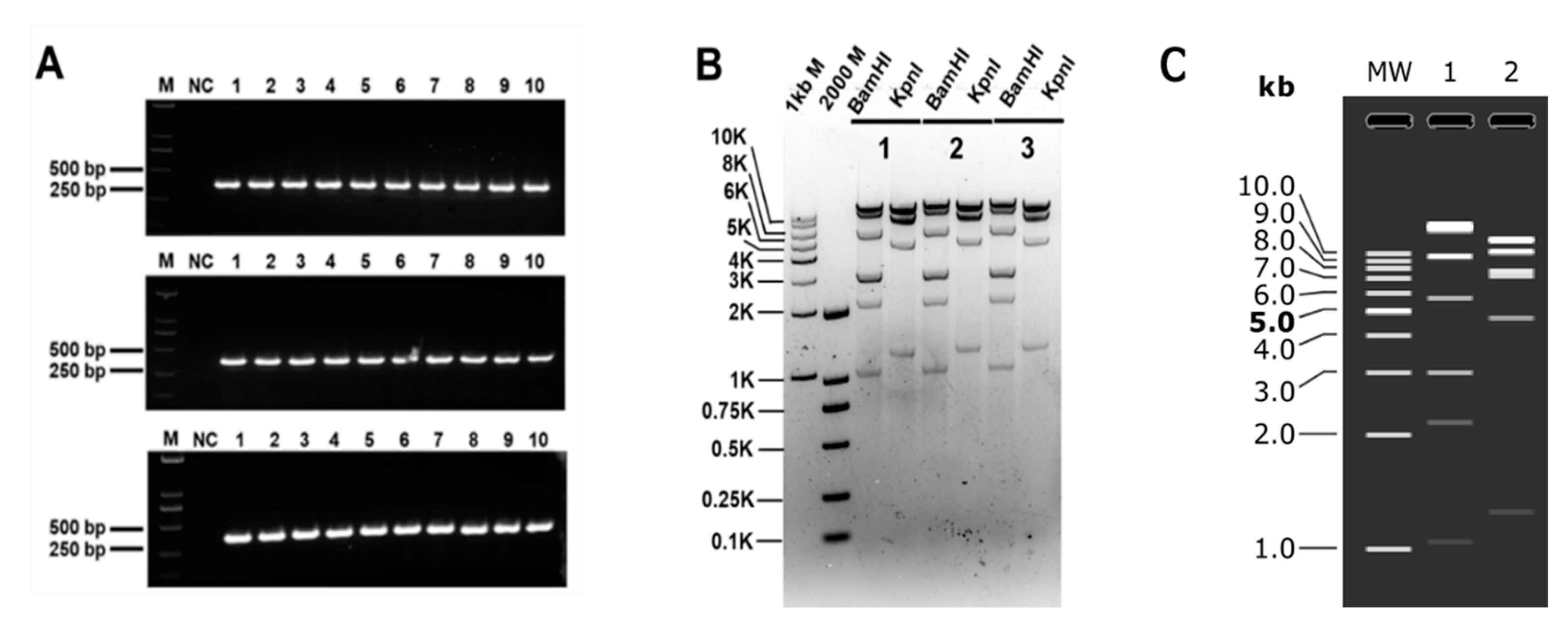 Microorganisms 12 01462 g004