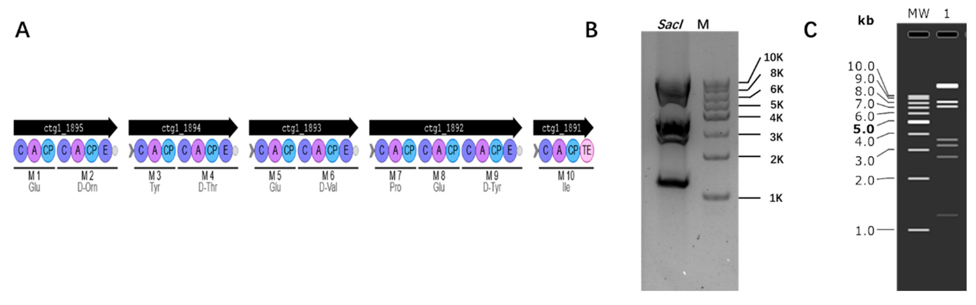 Microorganisms 12 01462 g005
