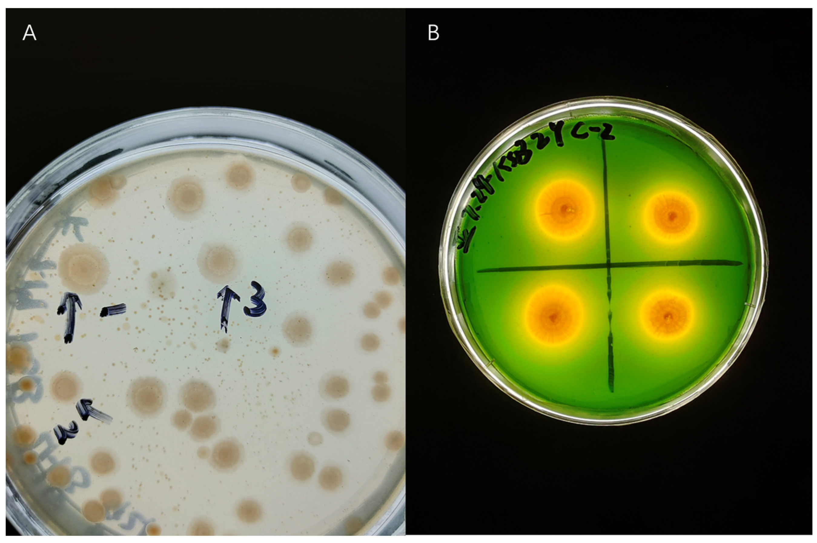 Microorganisms 12 01474 g001