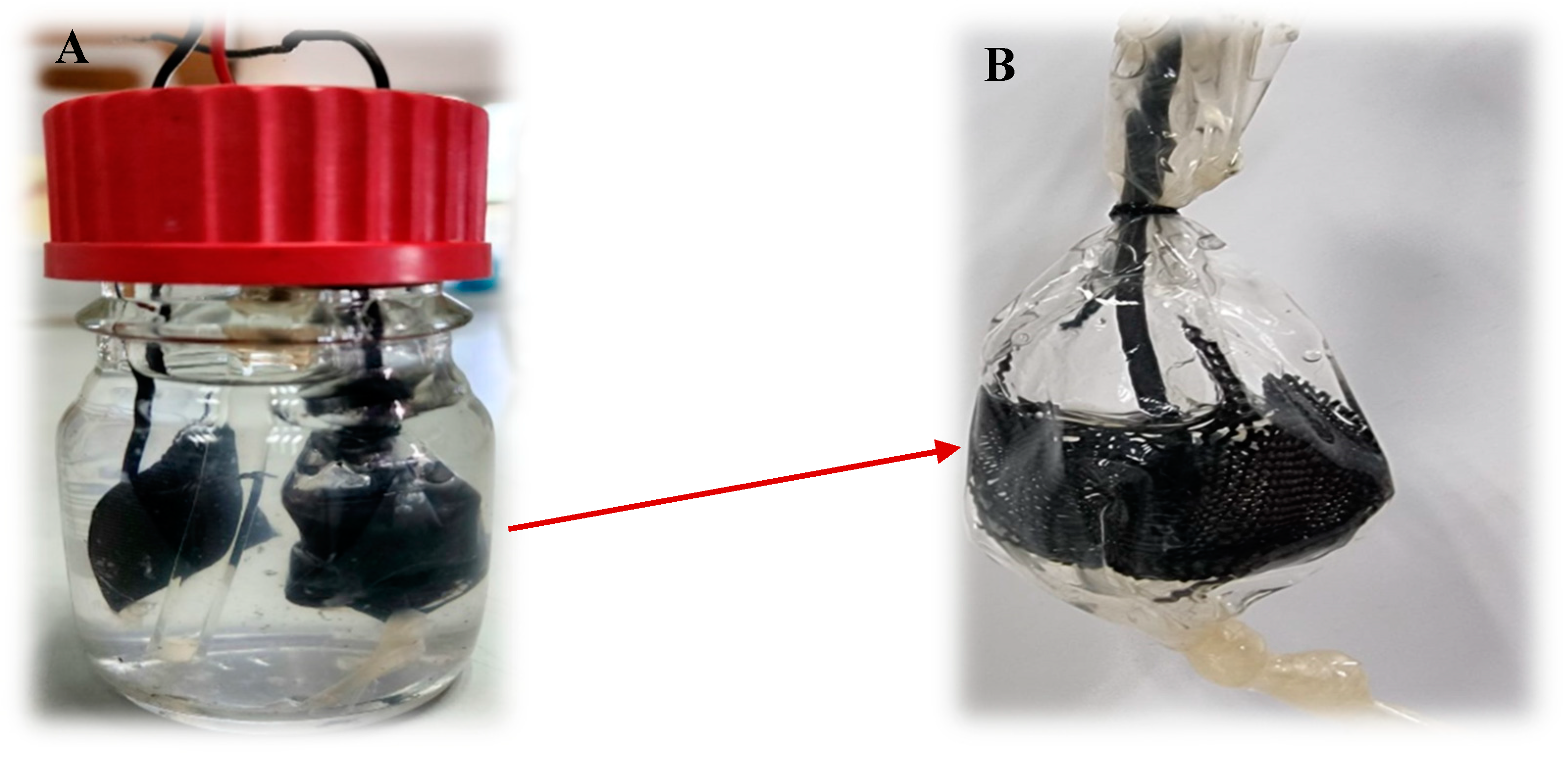 Microorganisms 12 01486 g001