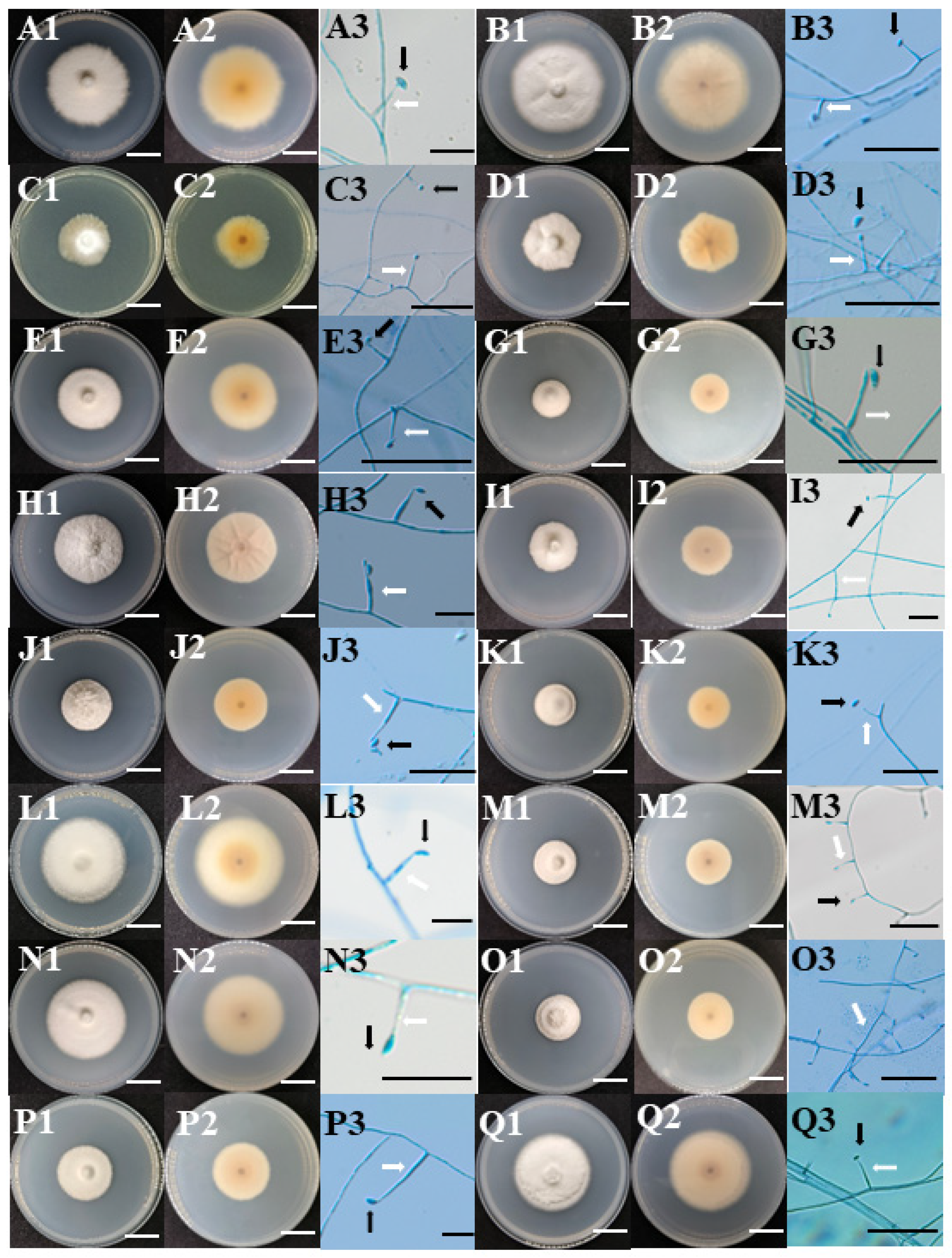 Microorganisms 12 01497 g001a
