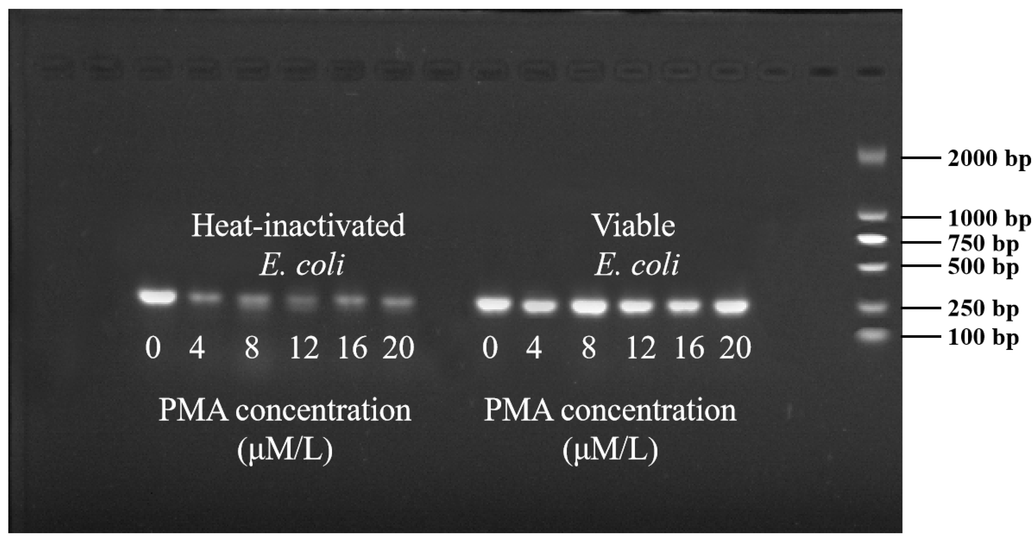 Microorganisms 12 01508 g002