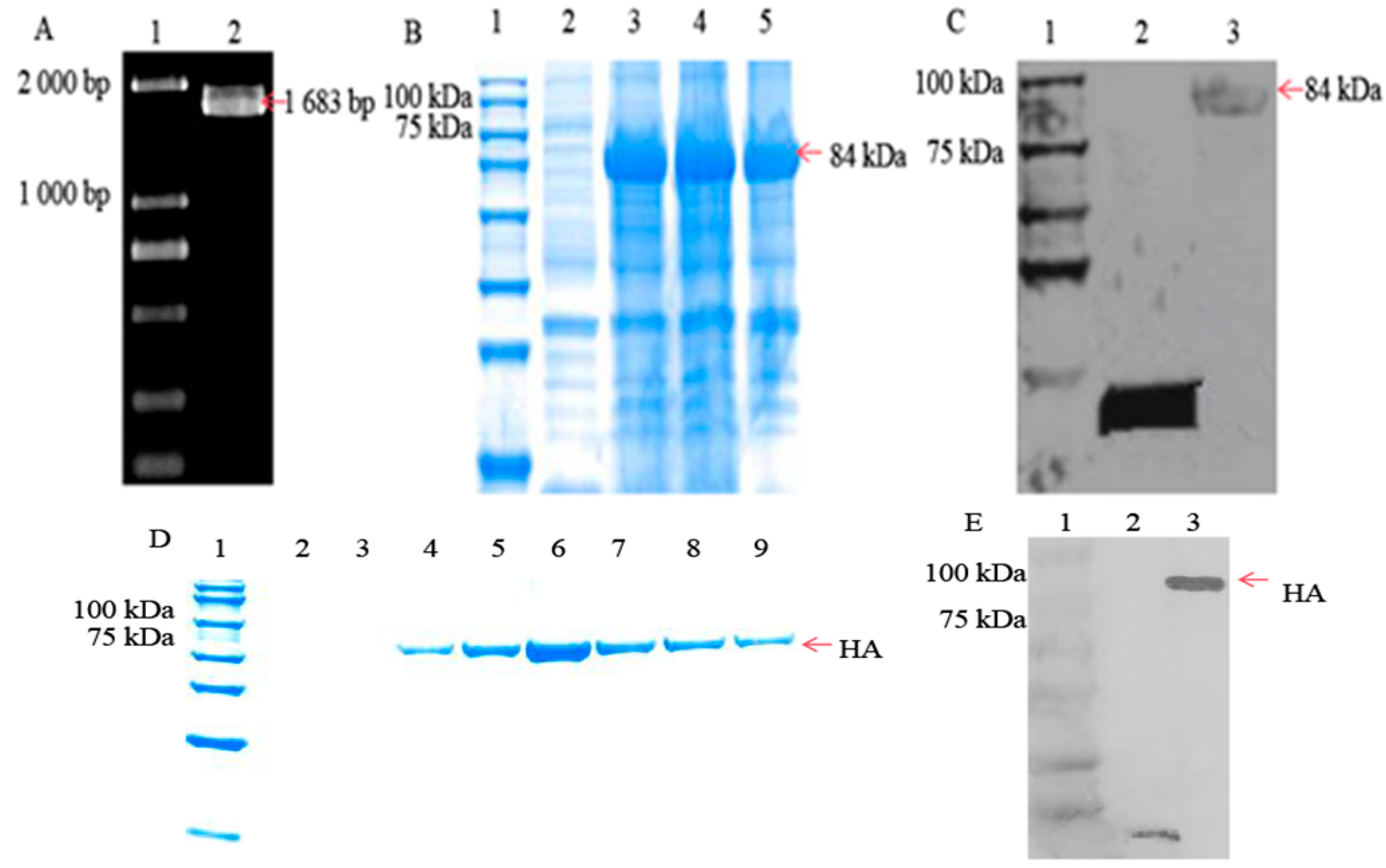 Microorganisms 12 01552 g001