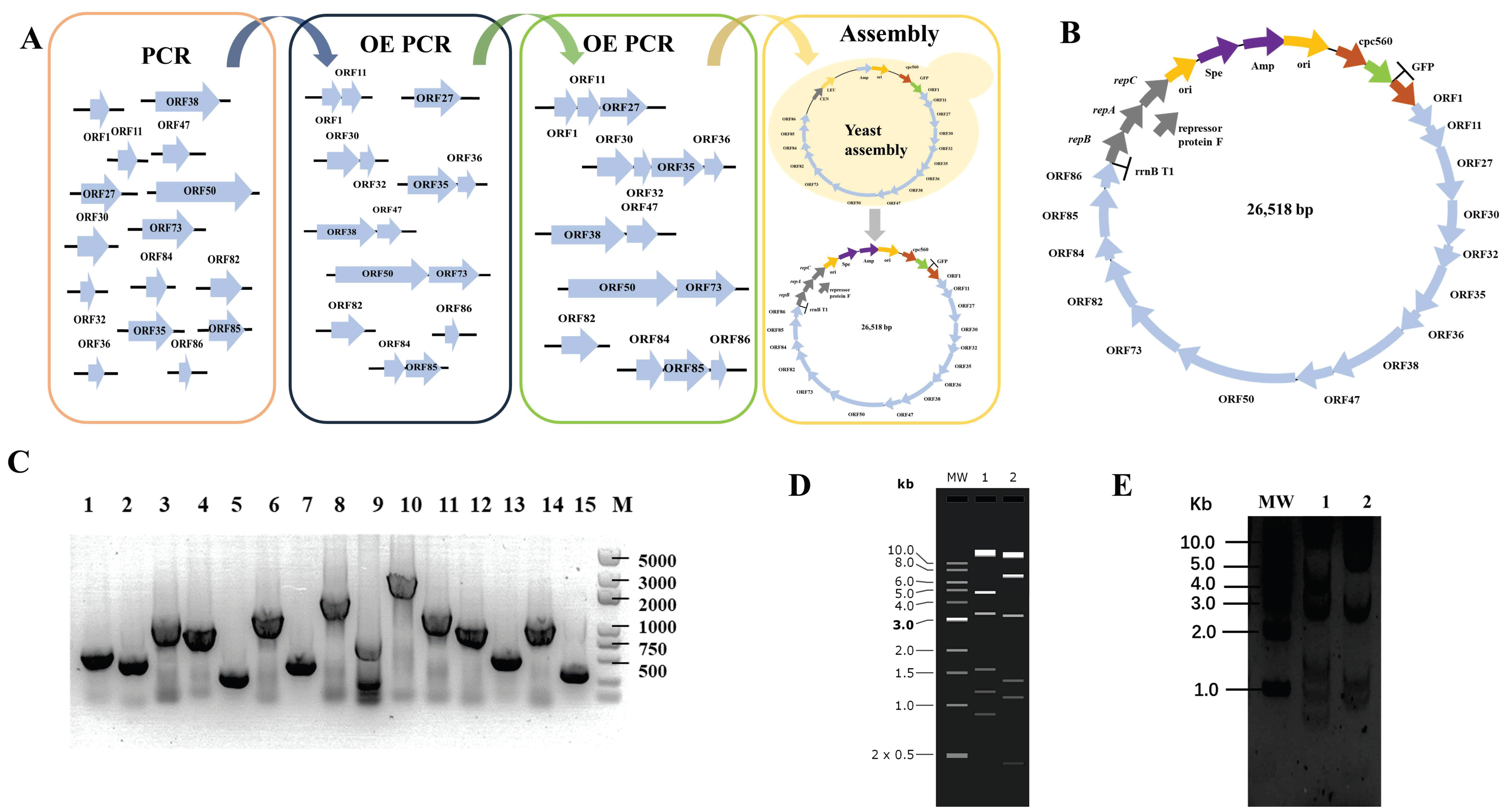 Microorganisms 12 01578 g001