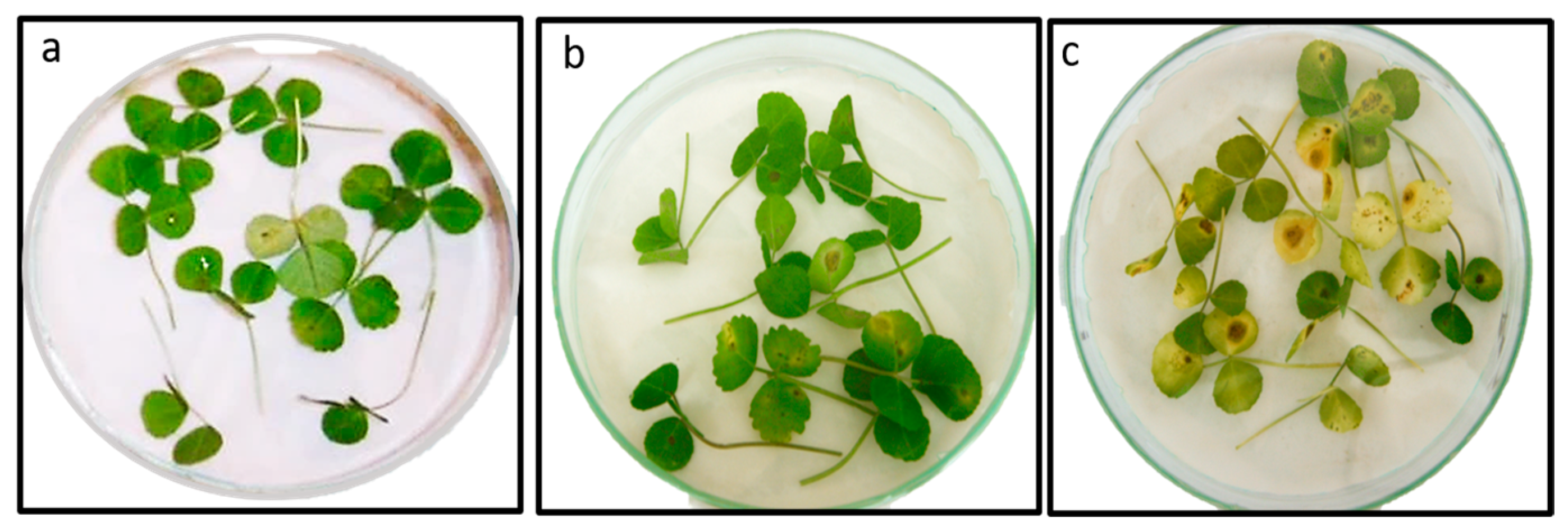 Microorganisms 12 01580 g006