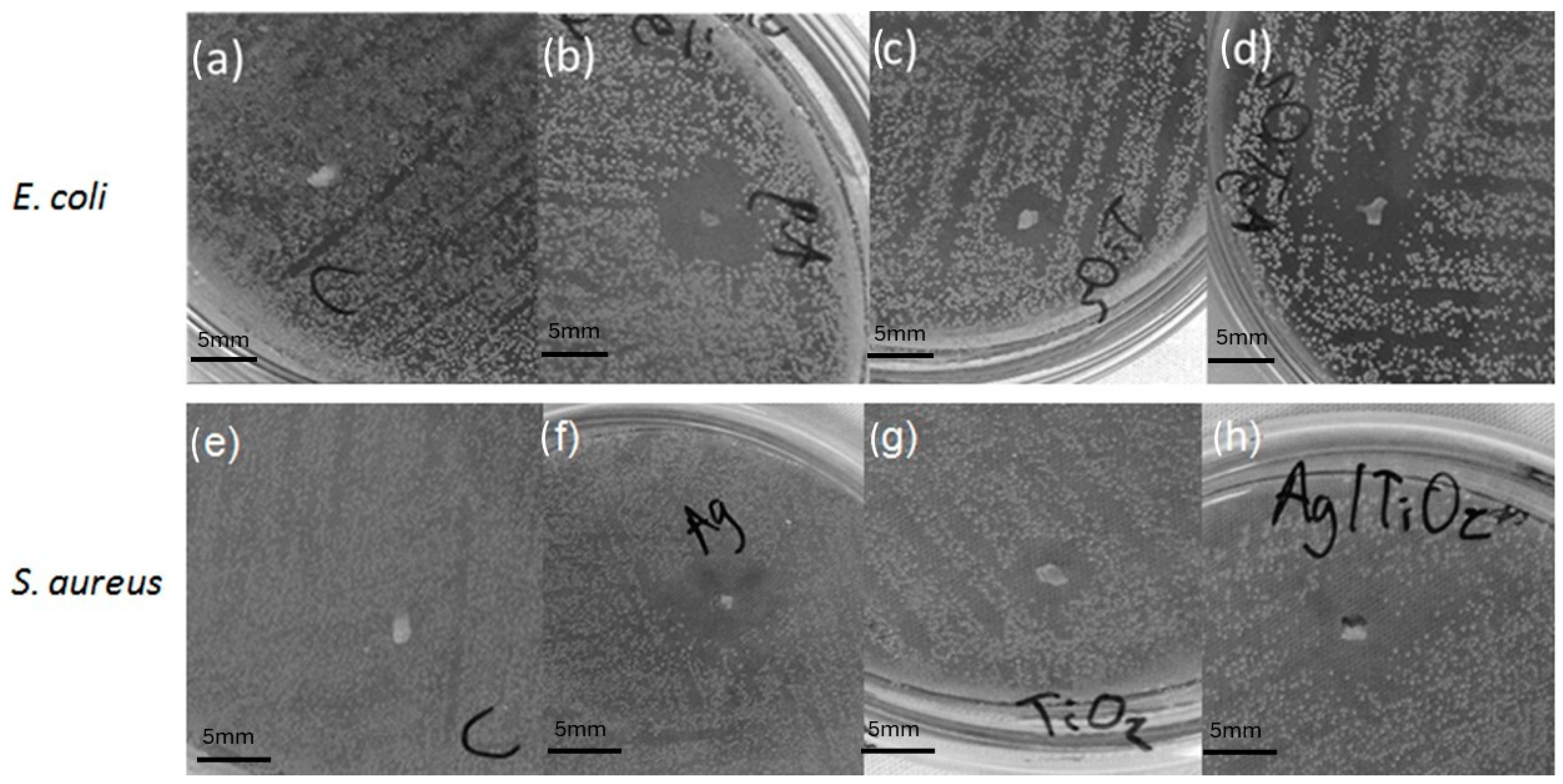 Microorganisms 12 01583 g008