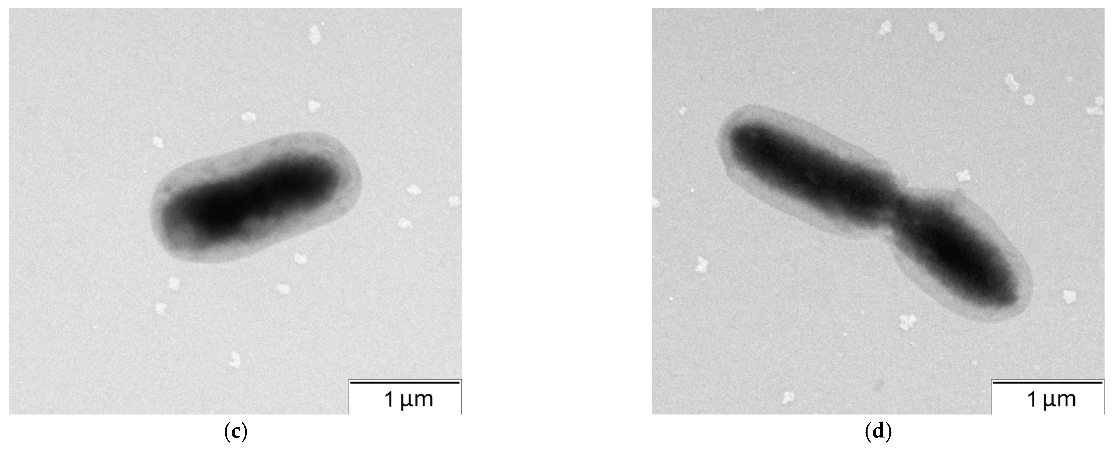 Microorganisms 12 01586 g003b