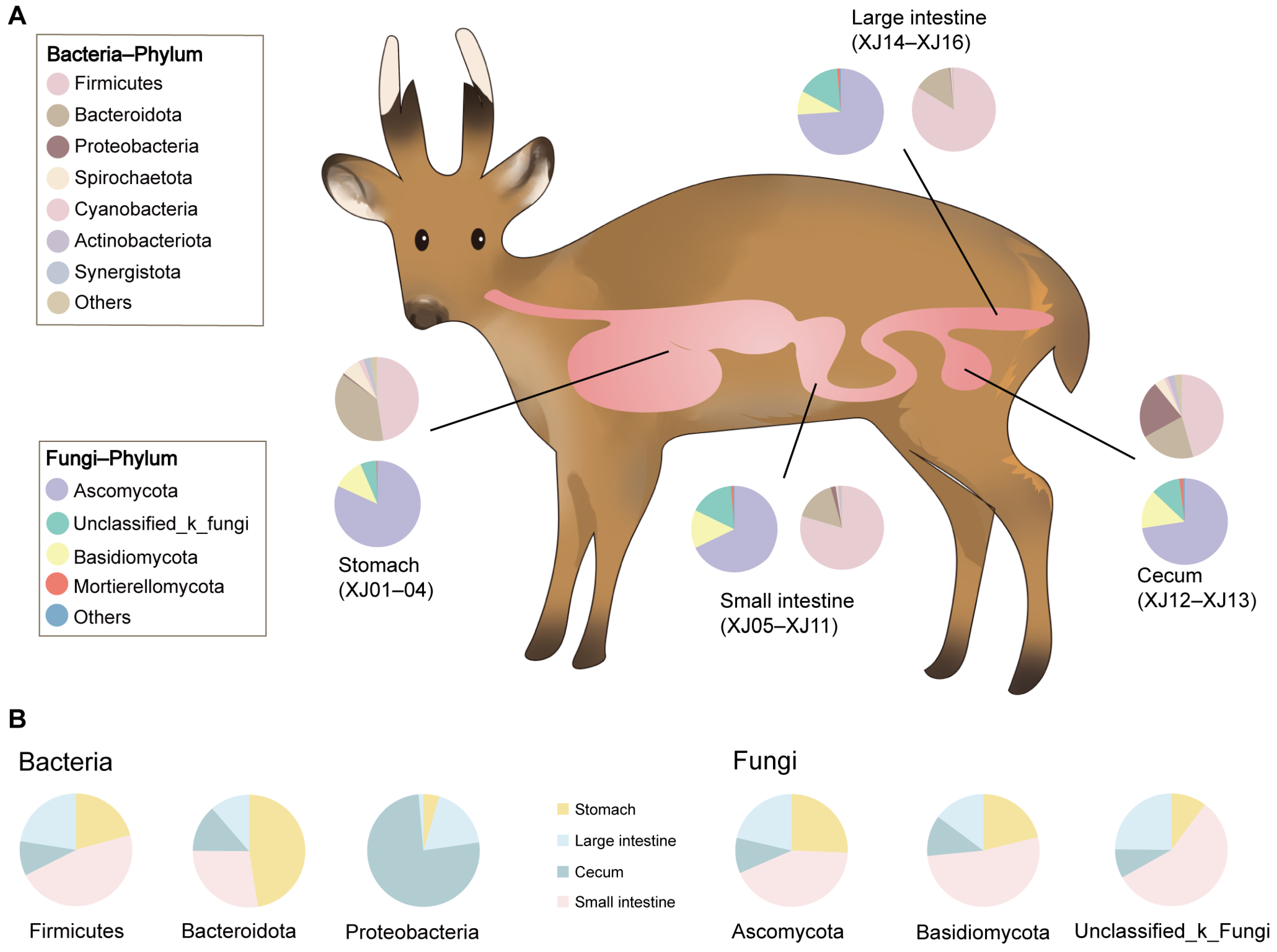 Microorganisms 12 01587 g001