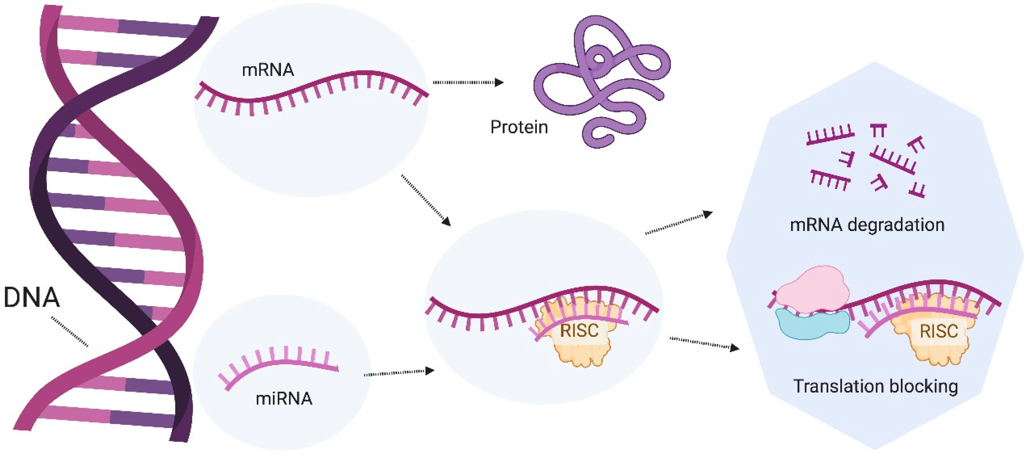Microorganisms 12 01606 g005