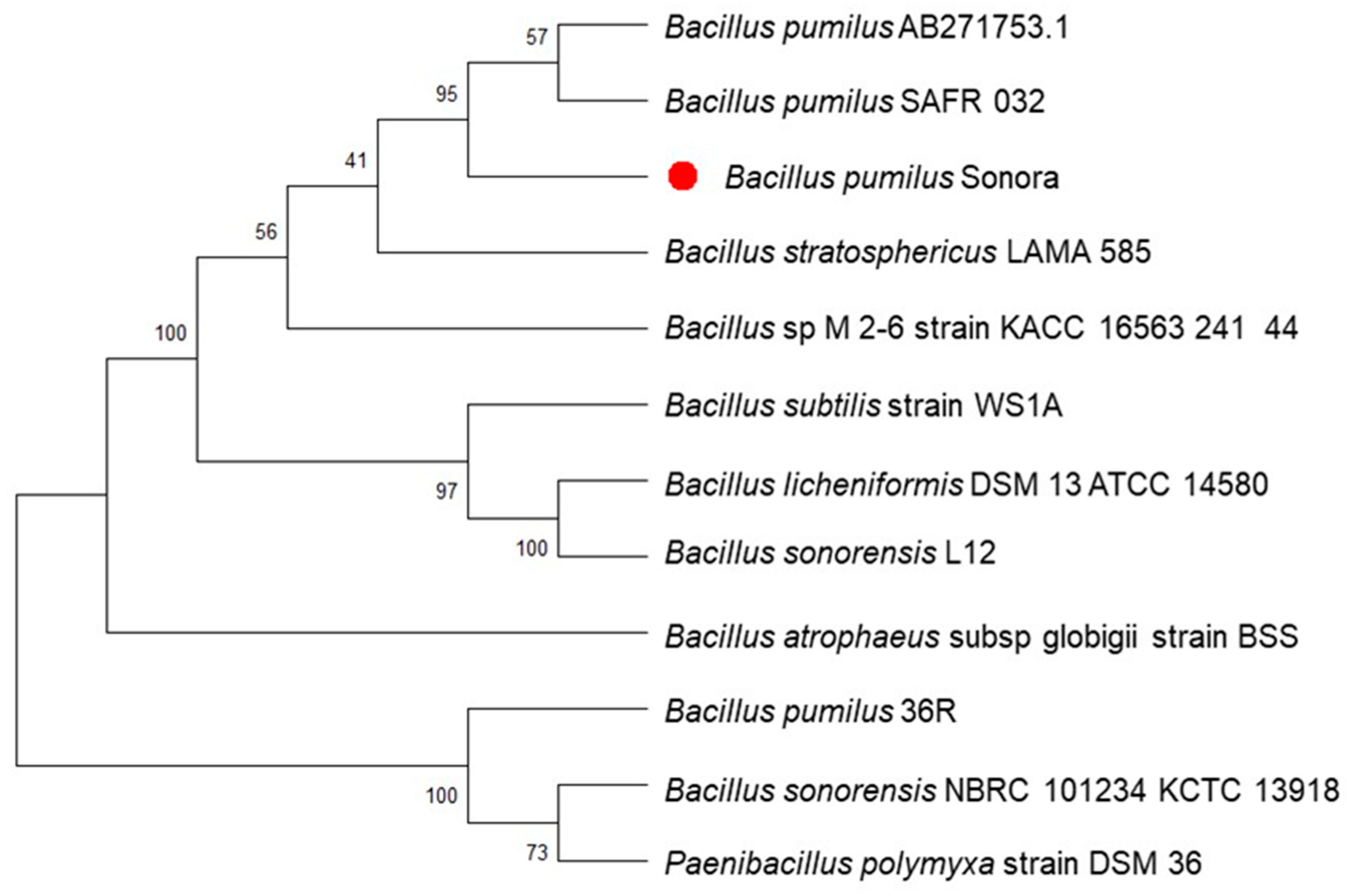Microorganisms 12 01623 g009