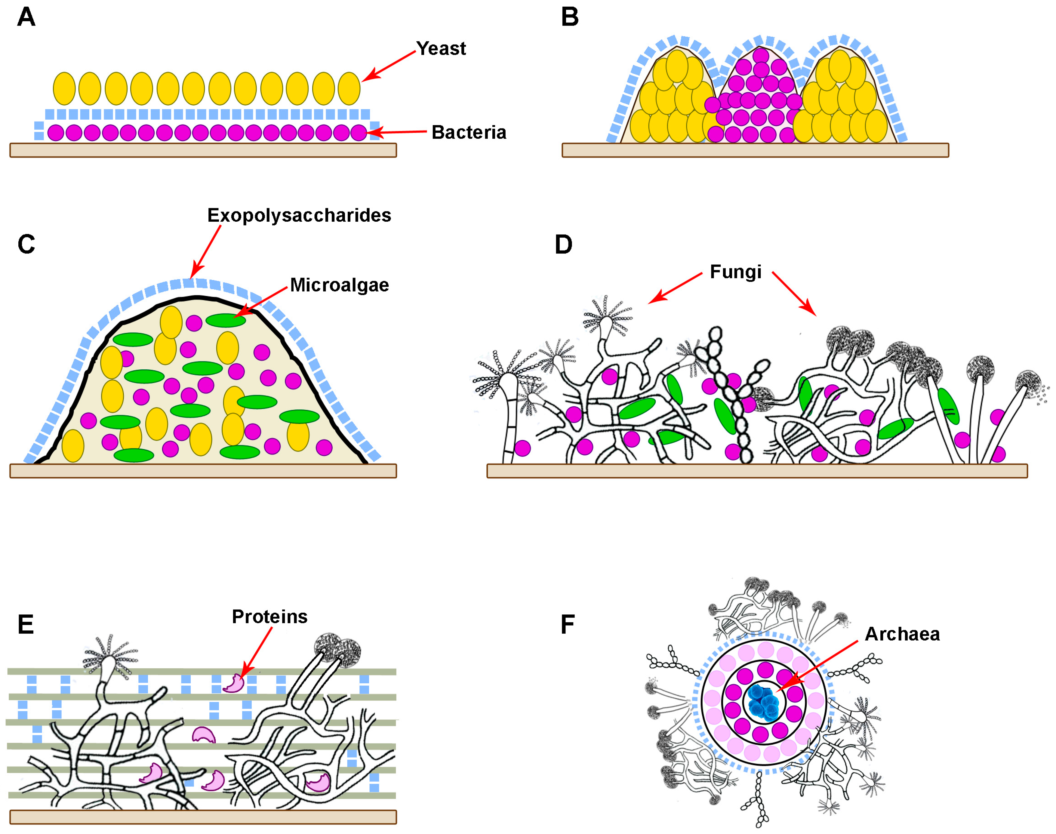 Microorganisms 12 01650 g001