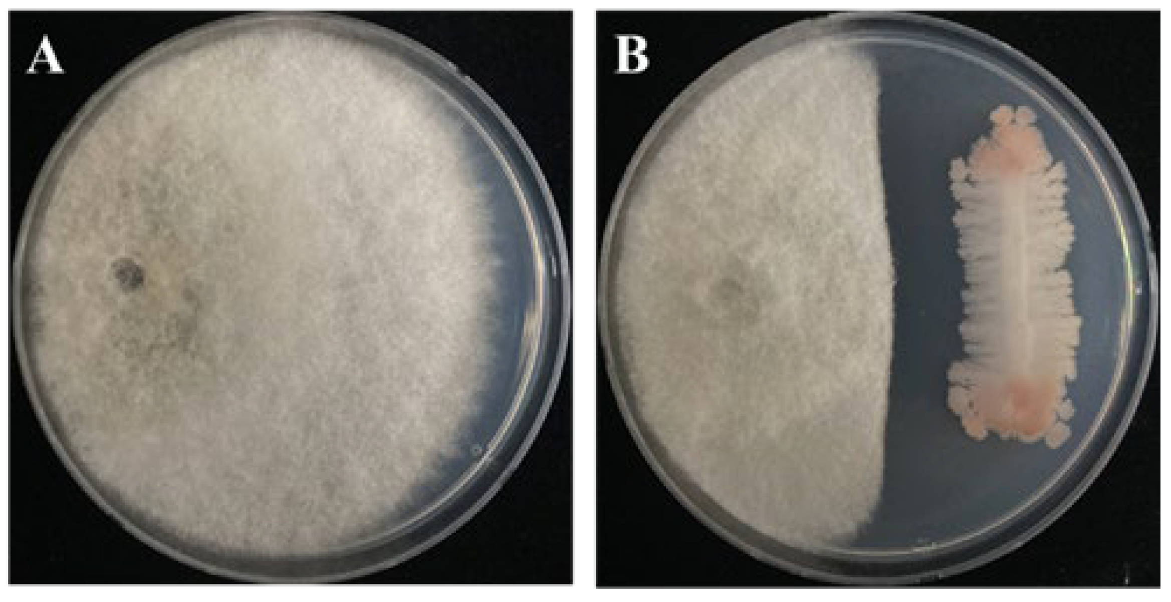 Microorganisms 12 01691 g001