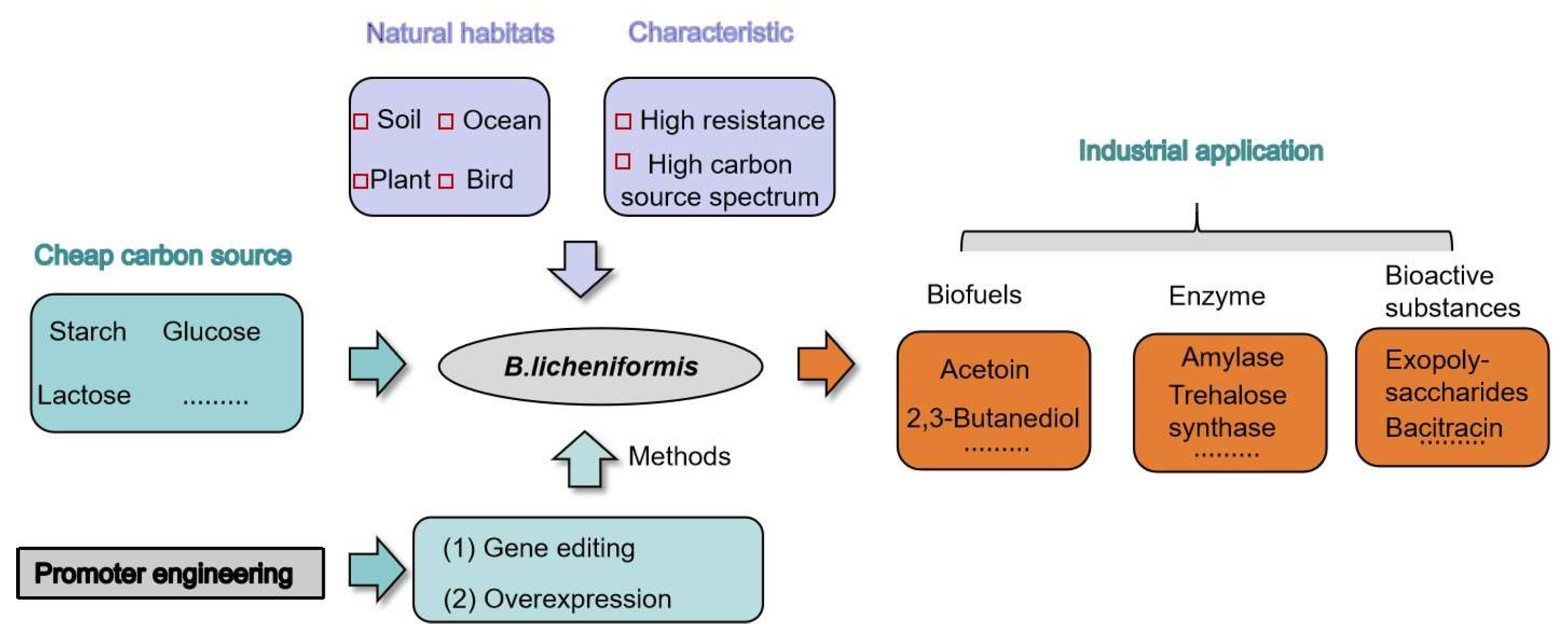 Microorganisms 12 01693 g001