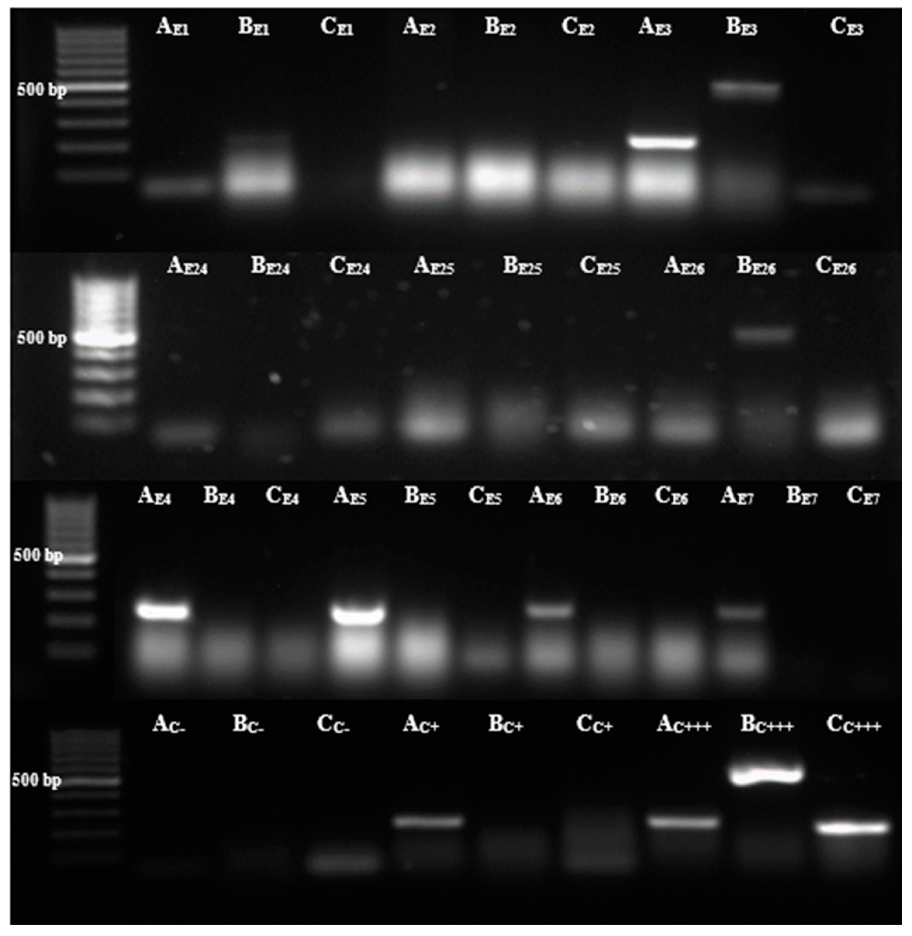 Microorganisms 12 01702 g002
