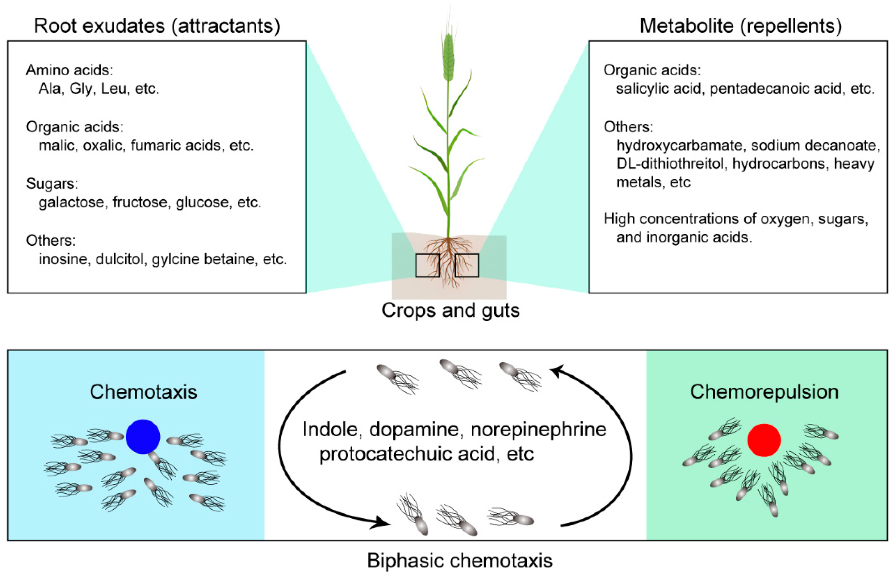 Microorganisms 12 01706 g003 Microorganisms 12 01706 g003